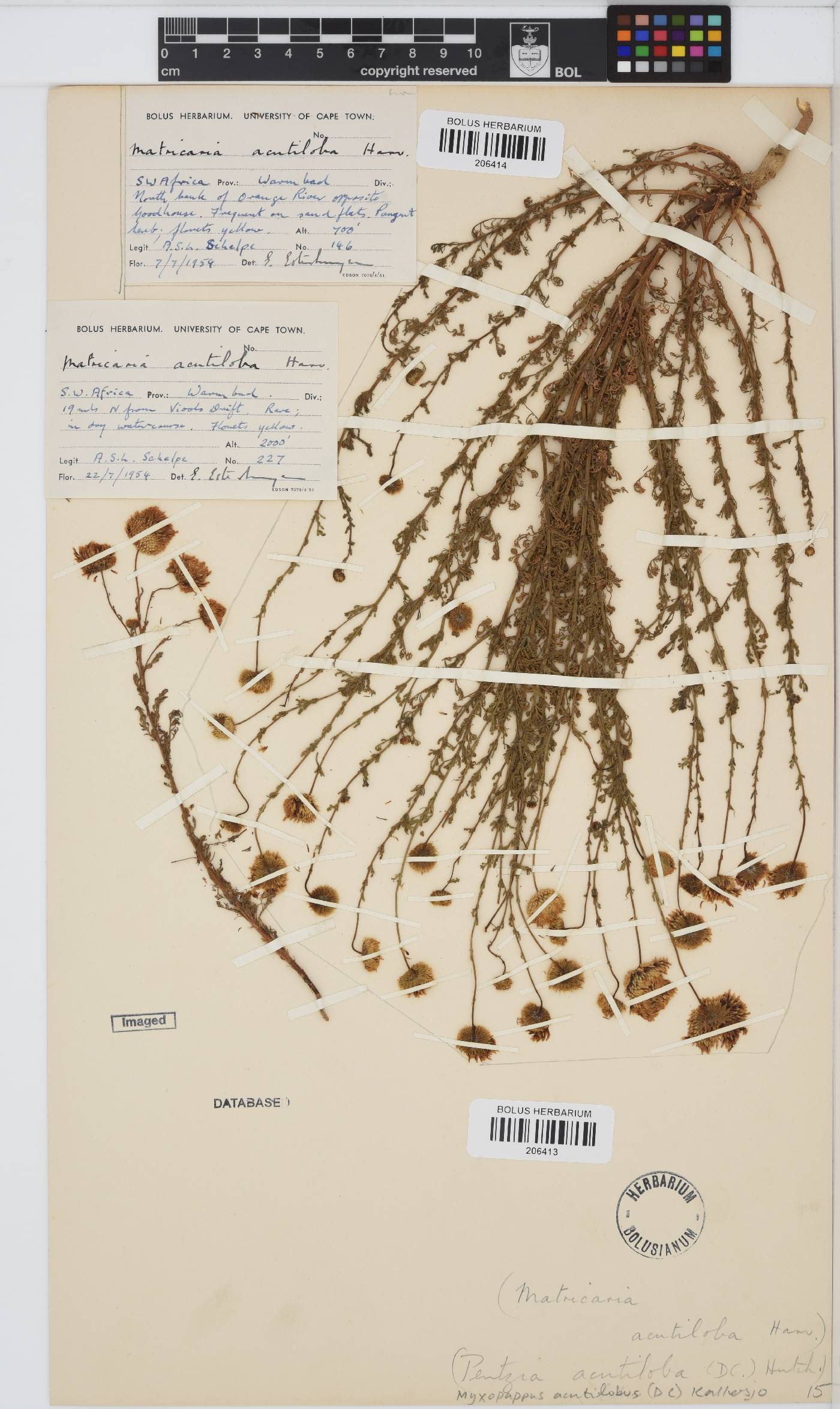 Myxopappus acutilobus image