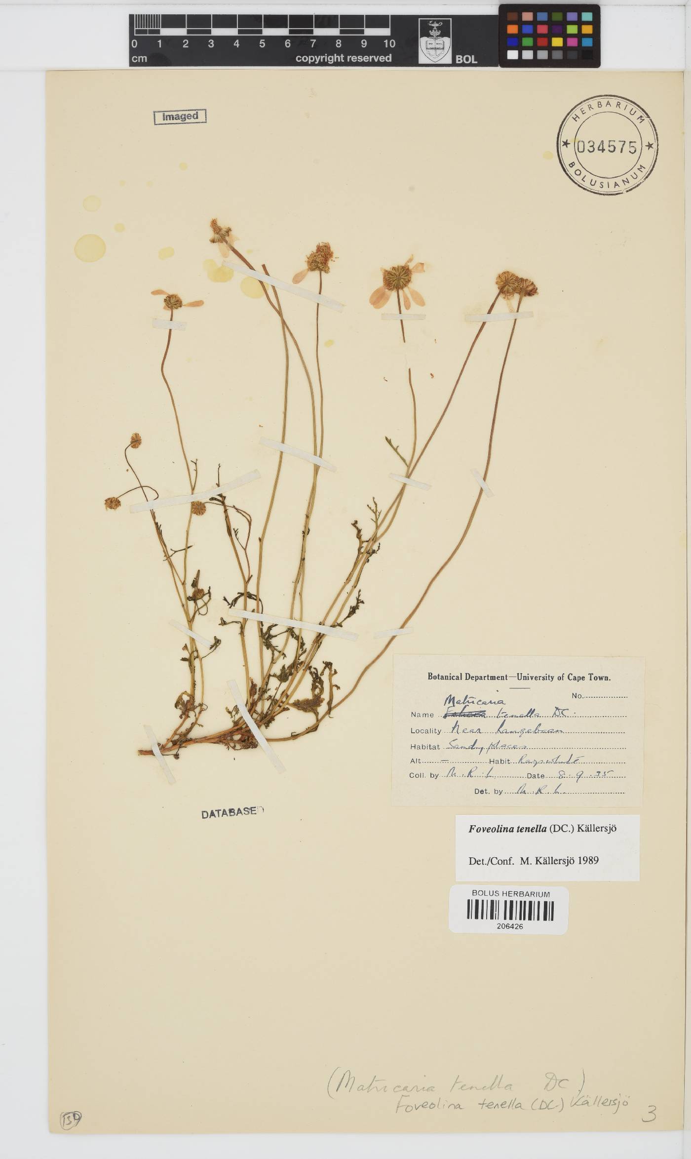 Foveolina tenella image