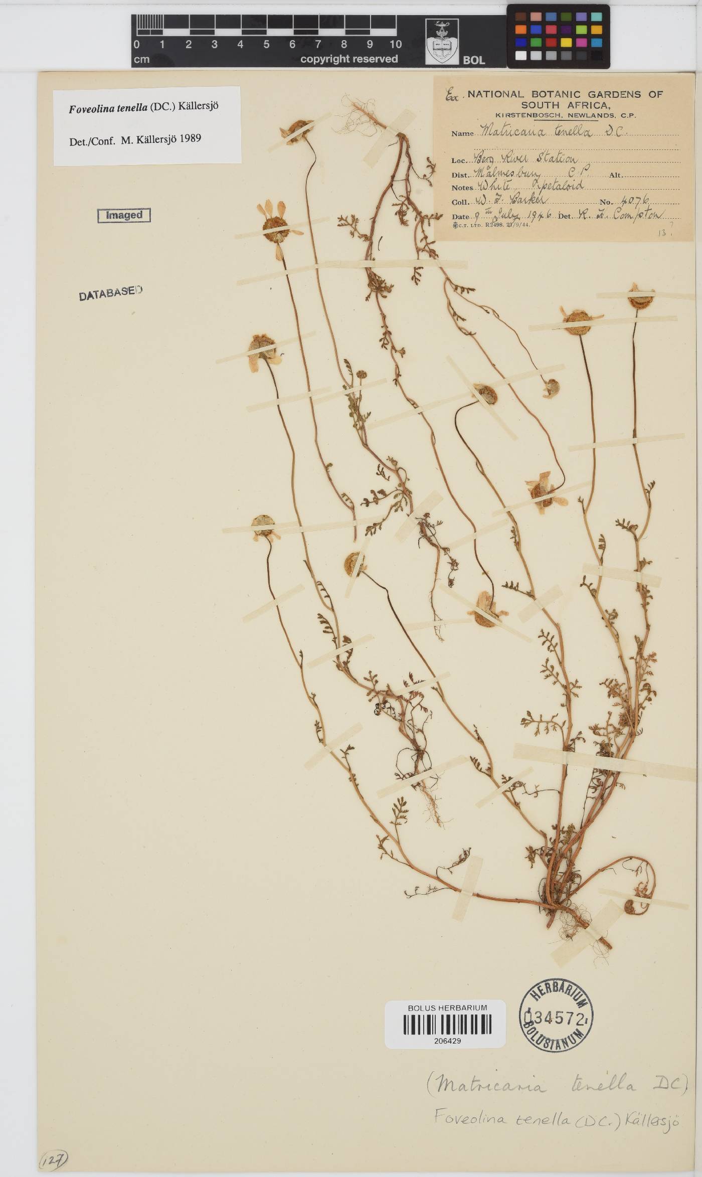 Foveolina tenella image