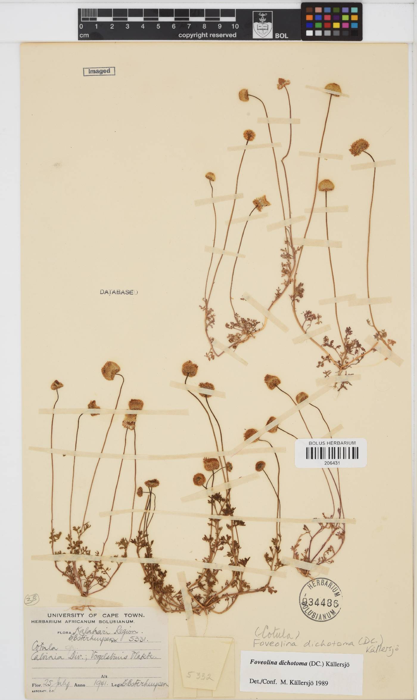 Foveolina dichotoma image