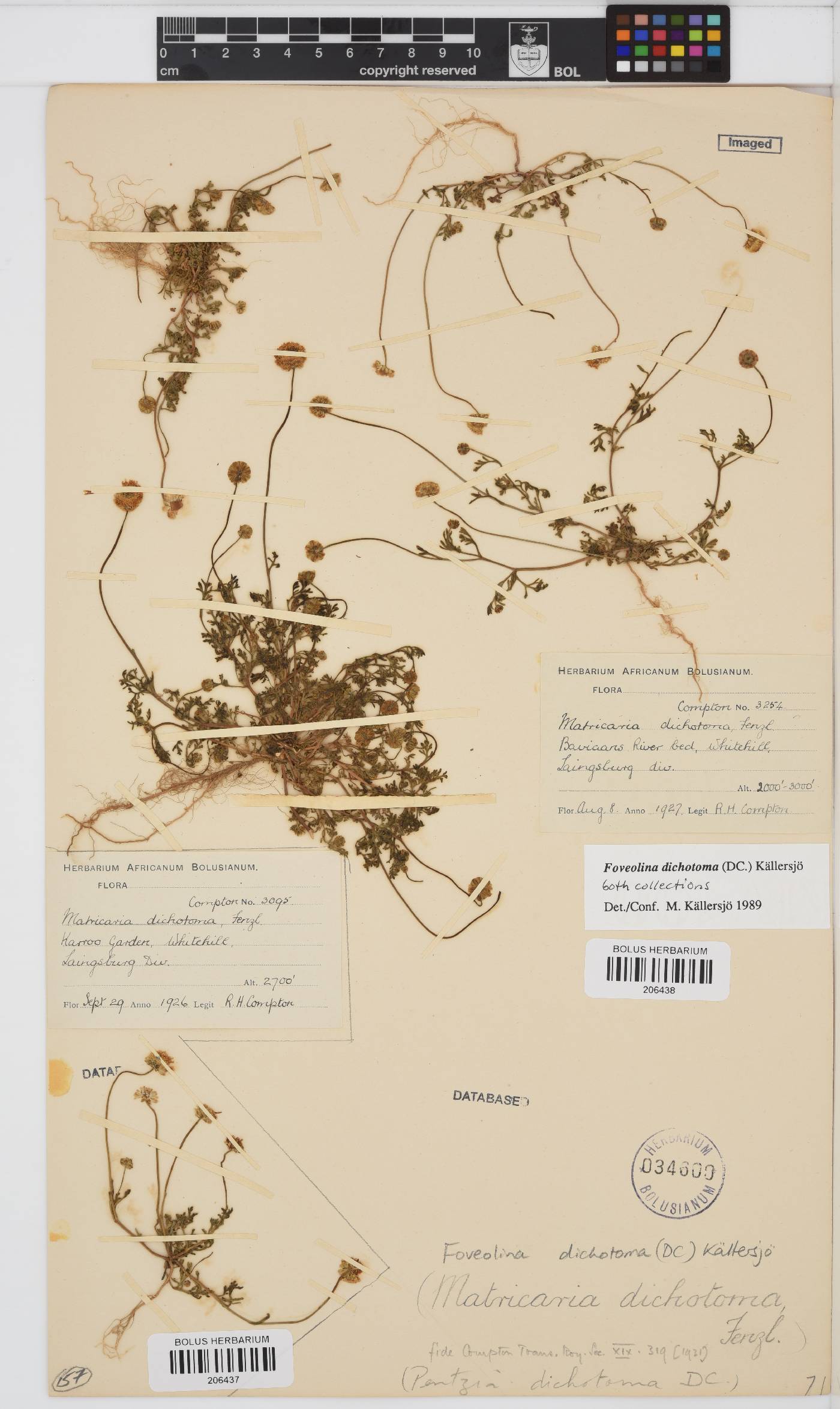 Foveolina dichotoma image