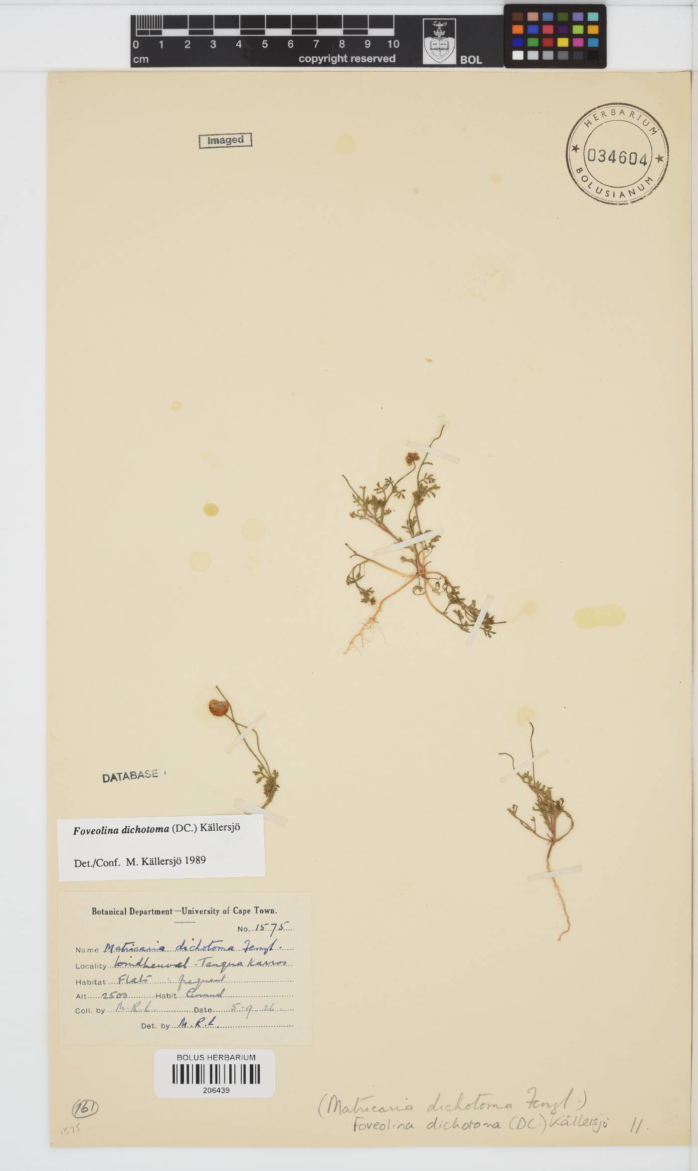 Foveolina dichotoma image