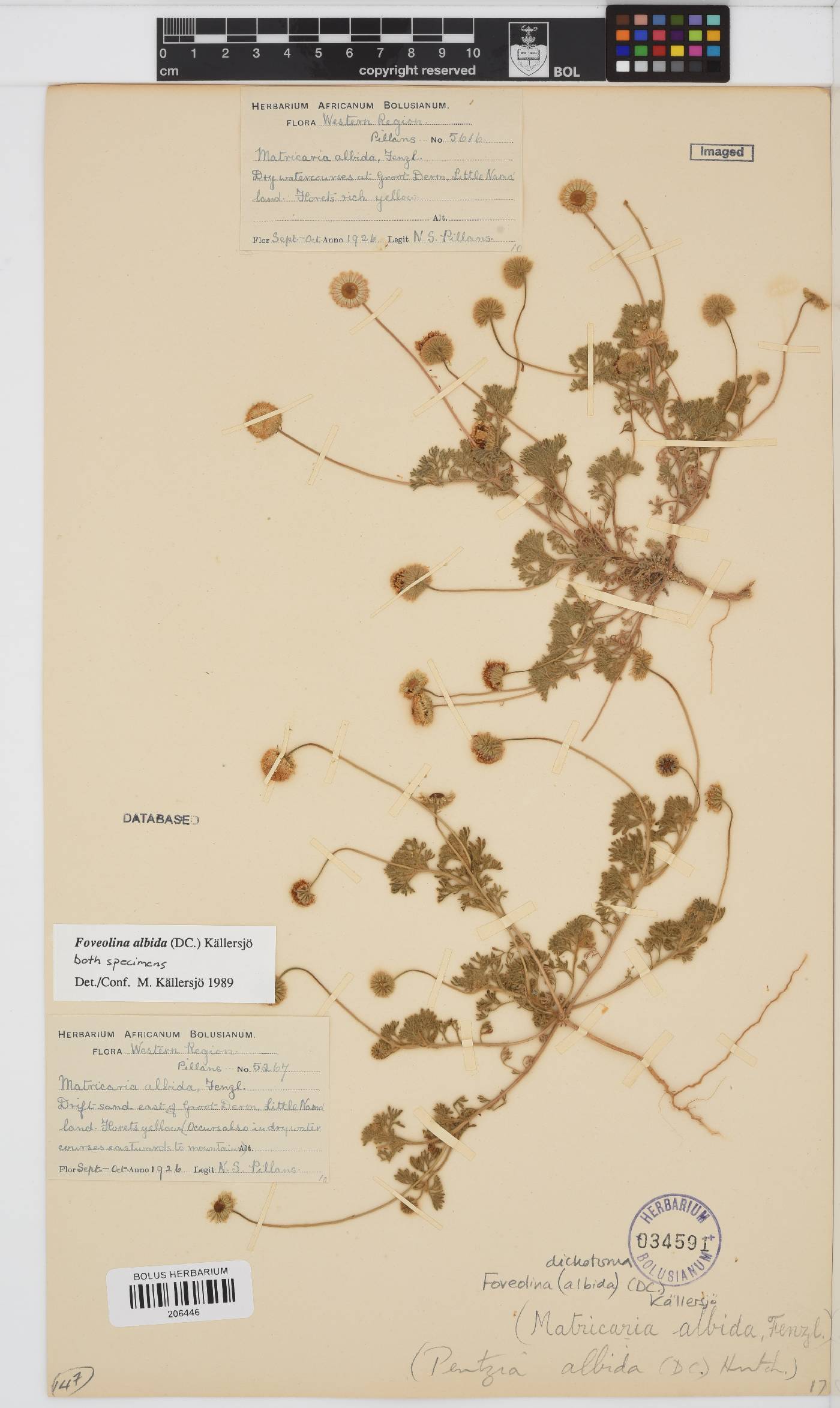 Foveolina image