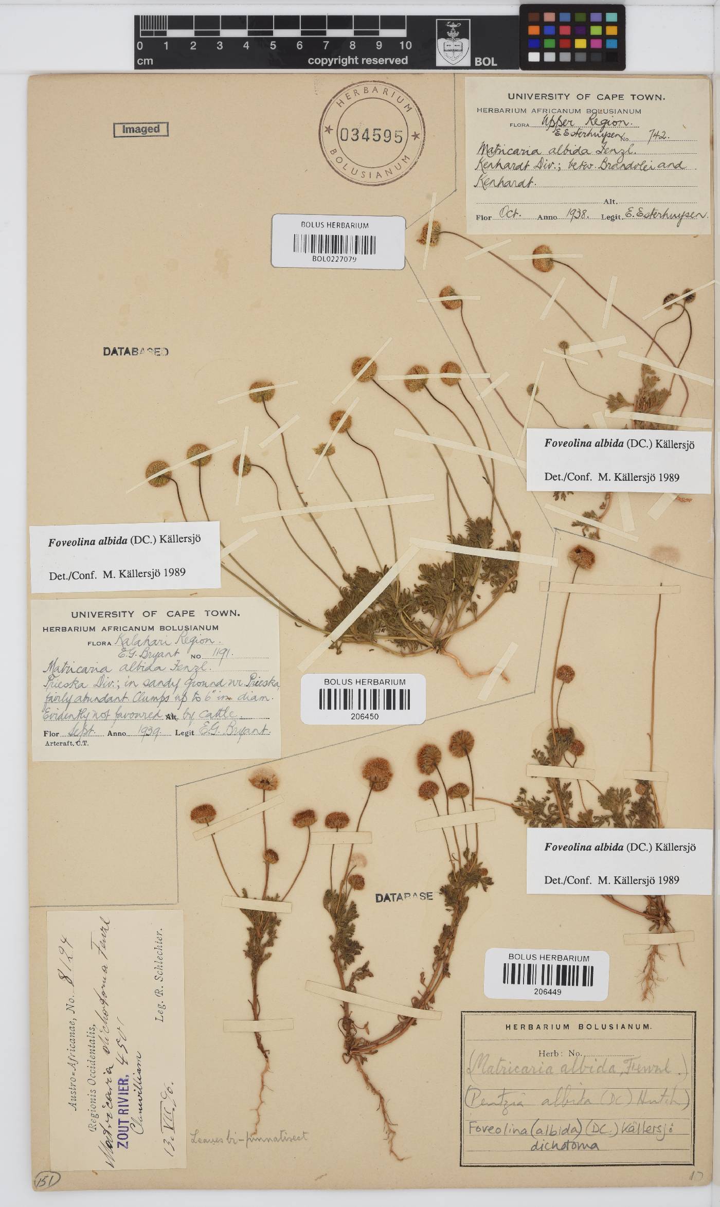 Foveolina dichotoma image