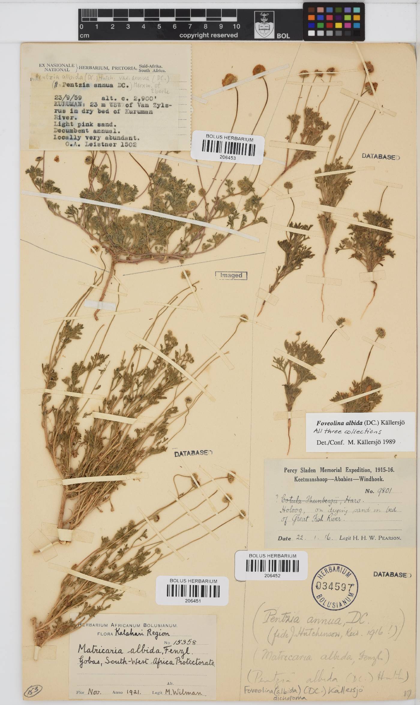 Foveolina dichotoma image