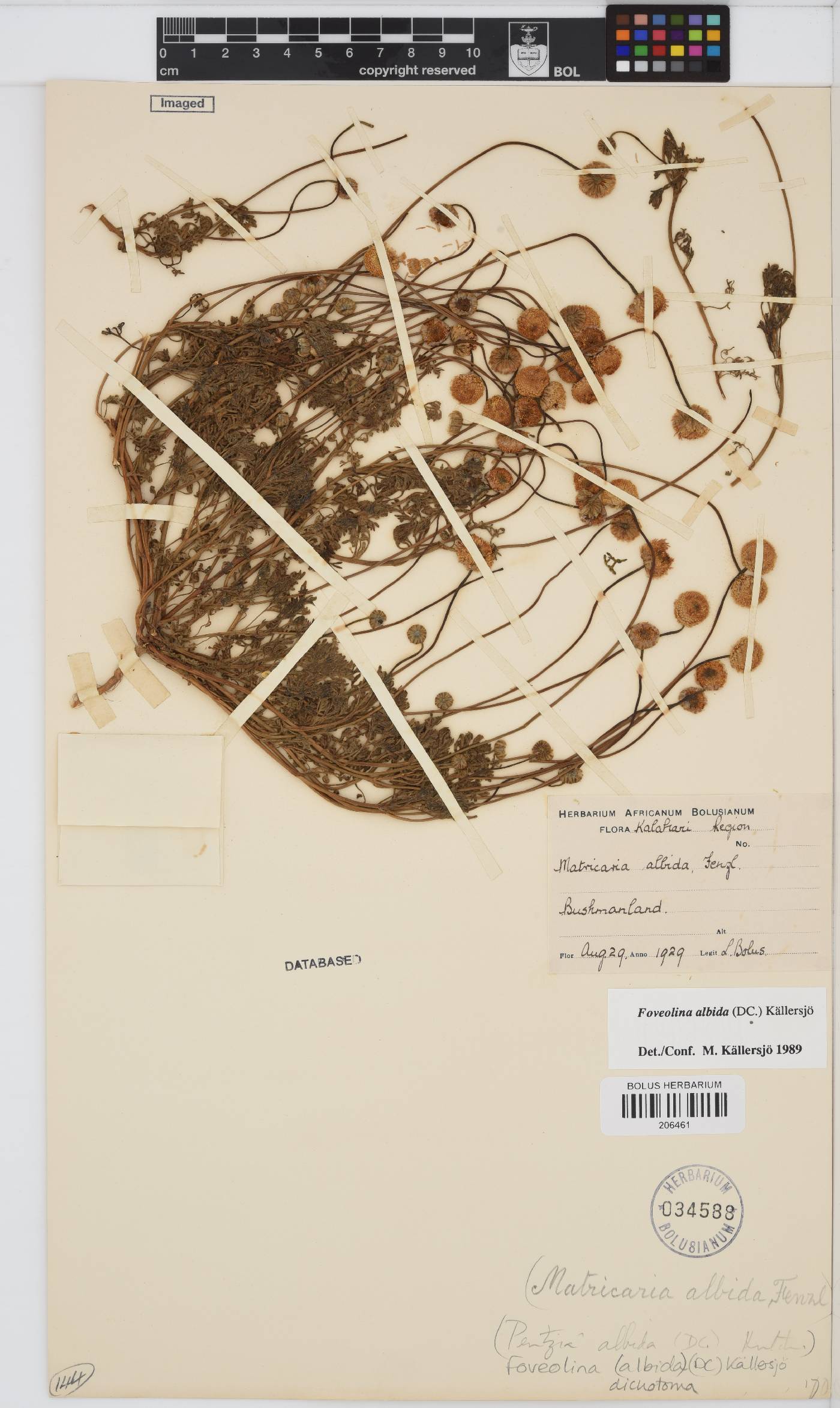 Foveolina dichotoma image