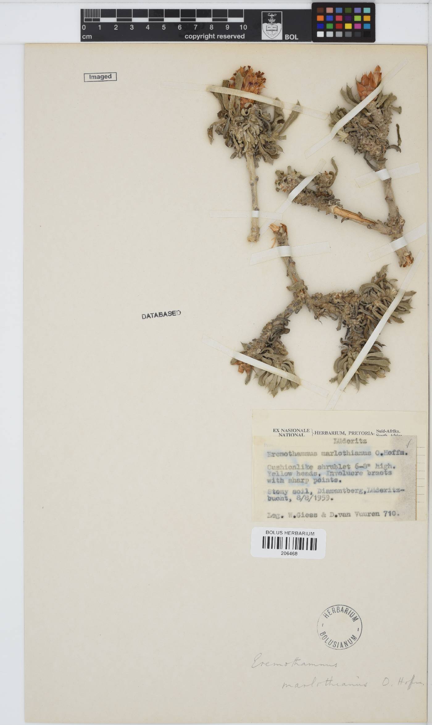 Eremothamnus marlothianus image
