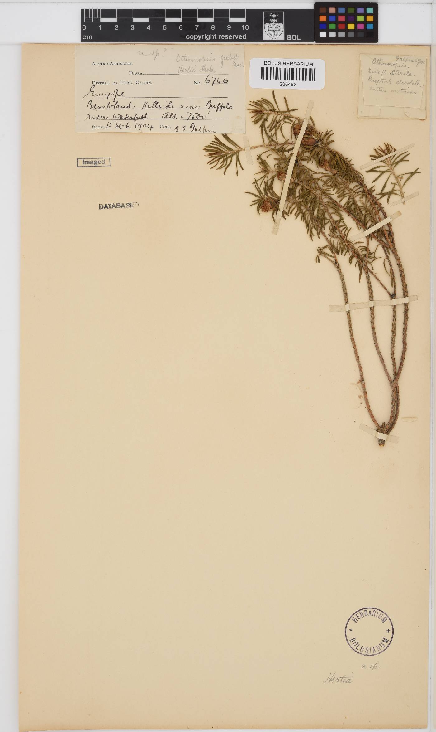 Hertia pallens image
