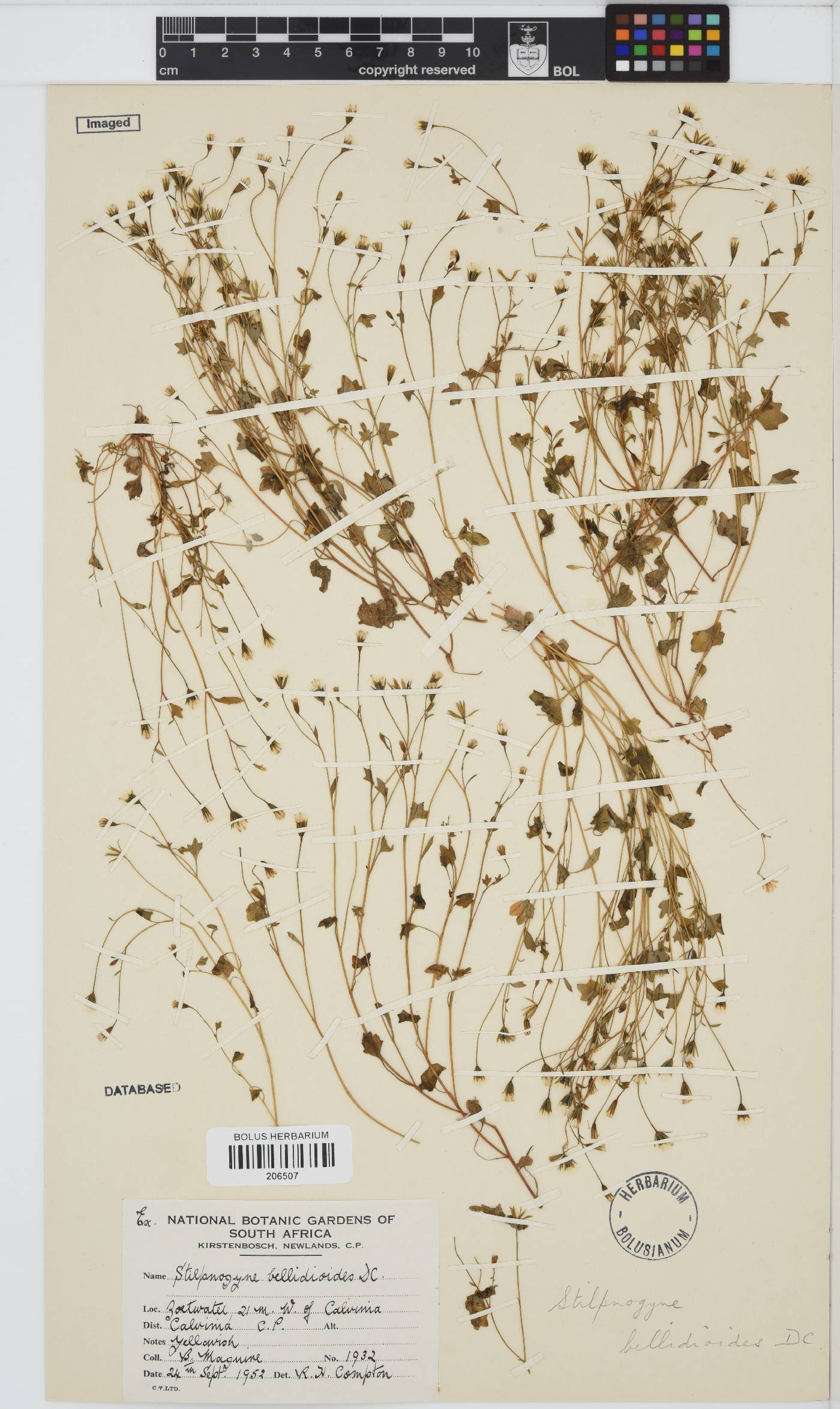 Stilpnogyne image