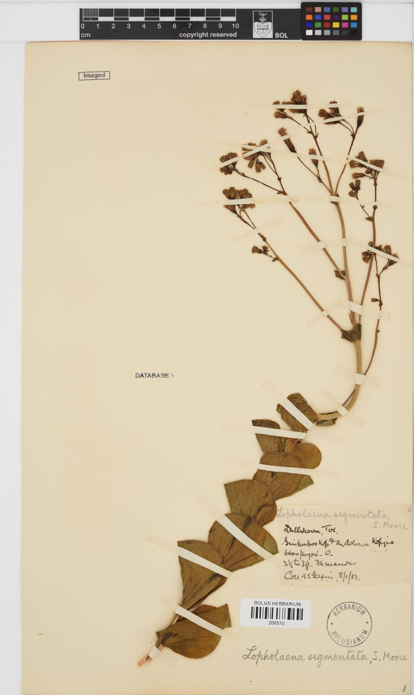 Lopholaena segmentata image