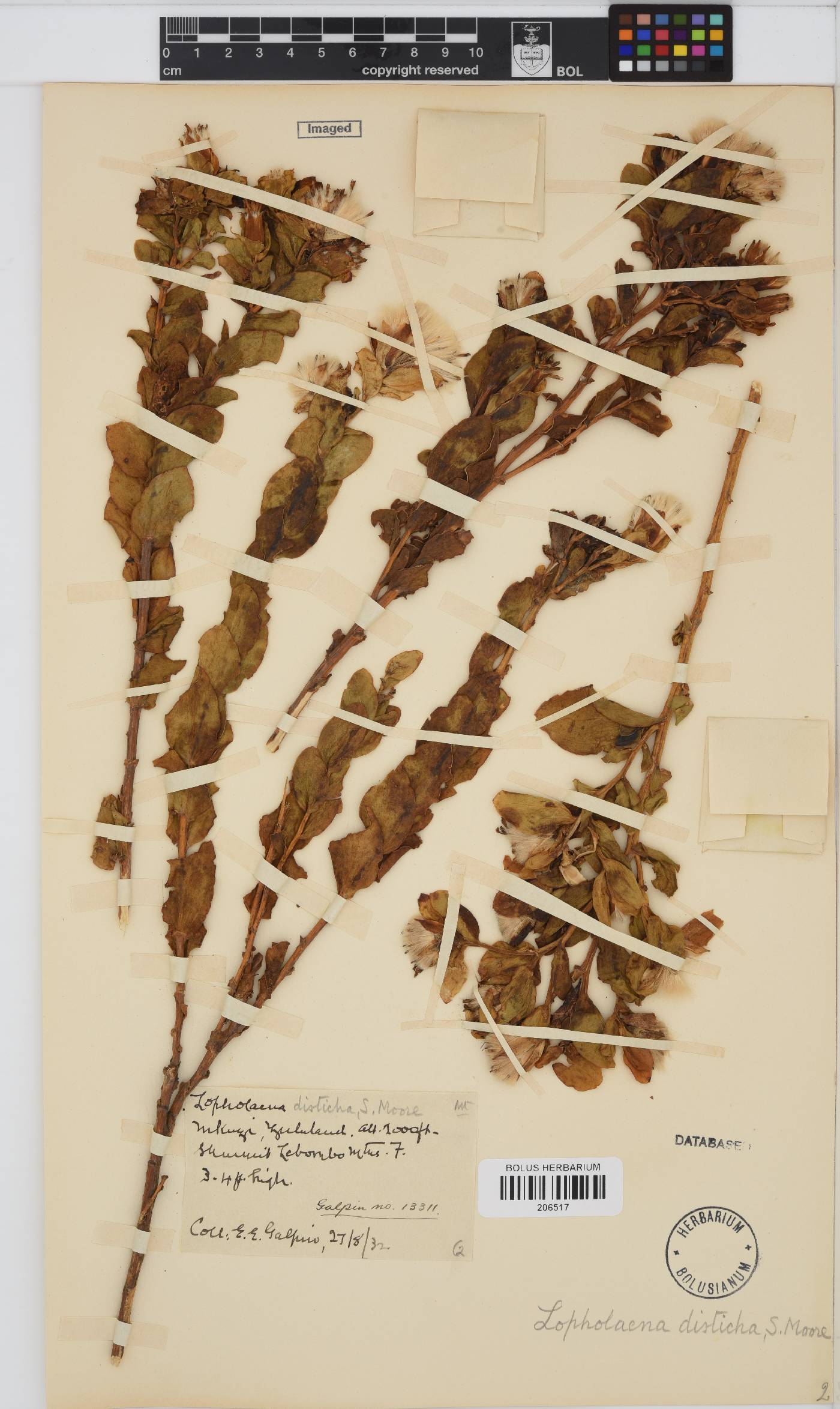 Lopholaena disticha image
