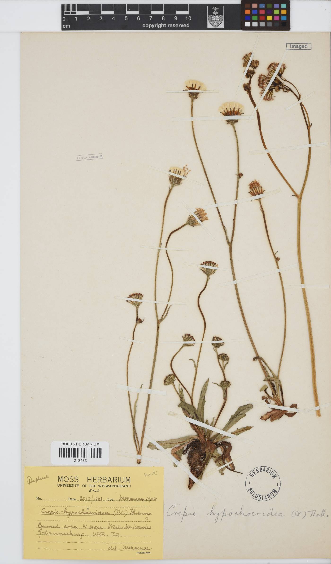 Crepis hypochaeridea image