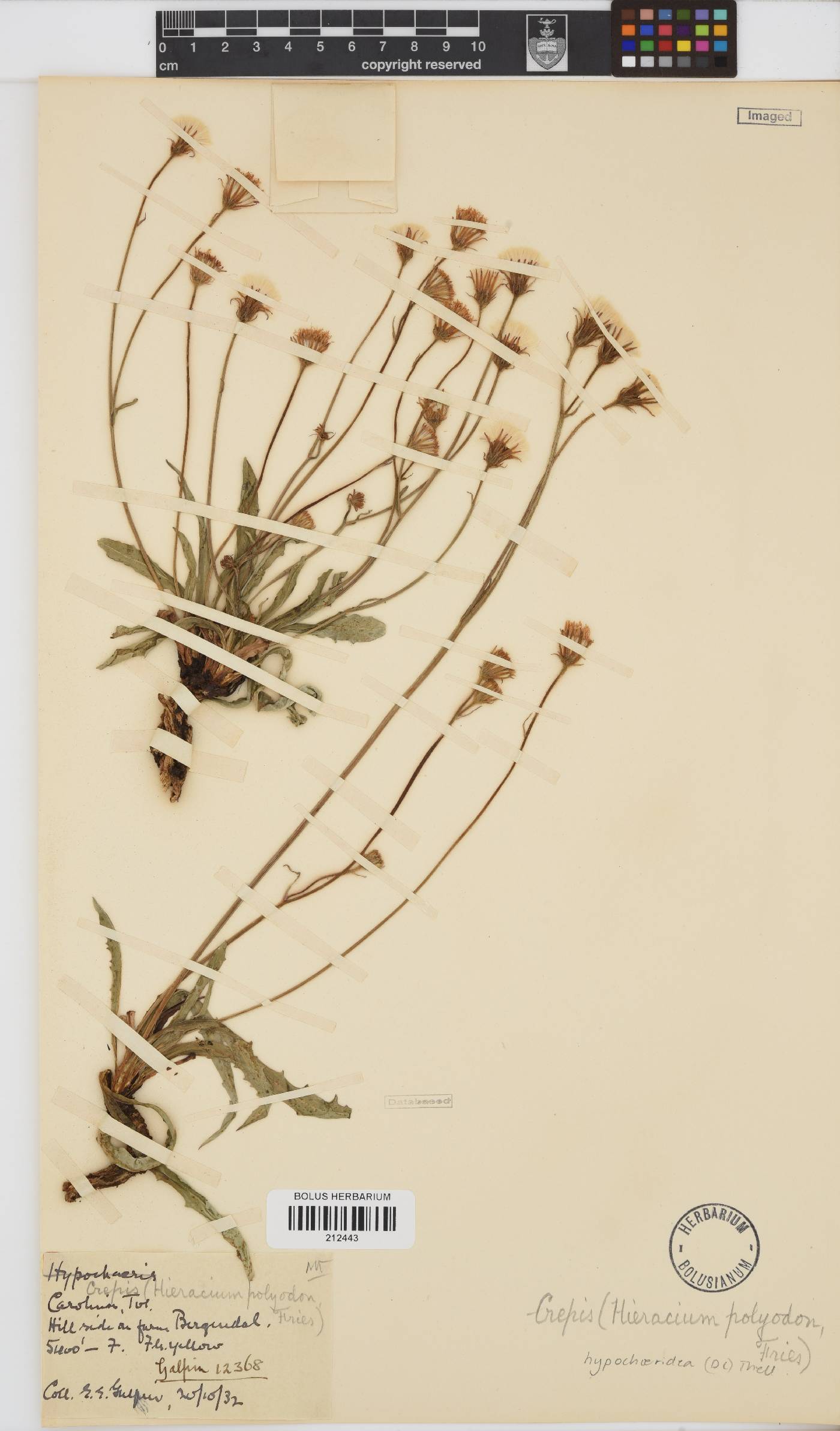 Crepis image