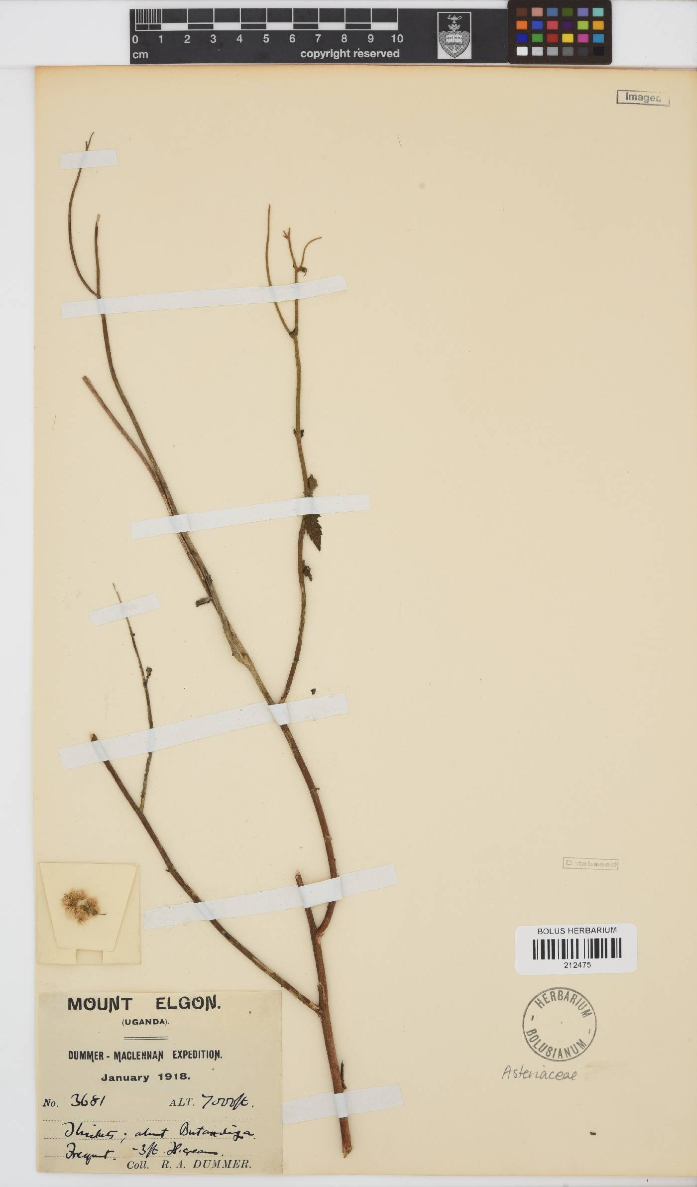 Paurolepis filifolia image