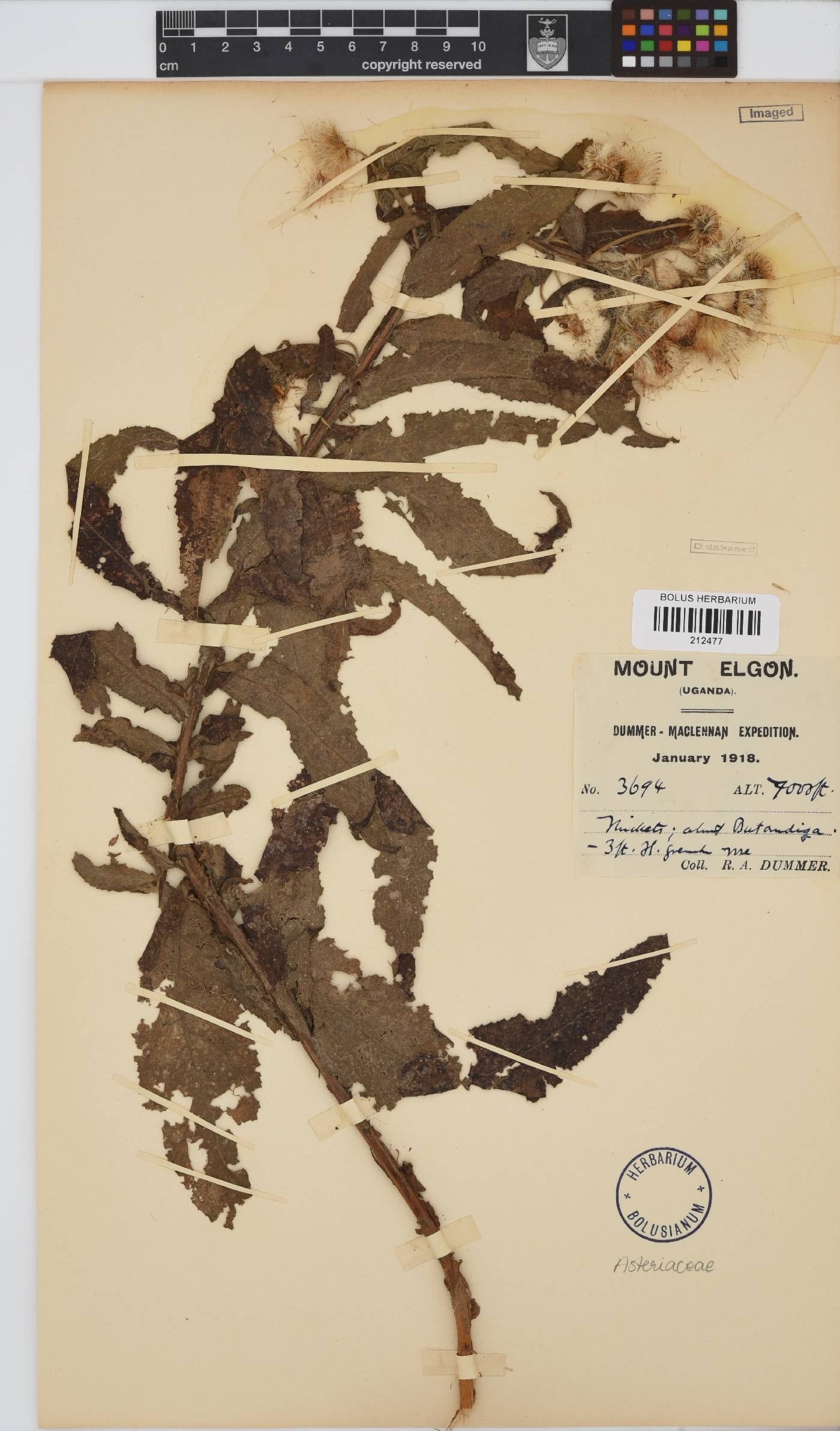 Paurolepis filifolia image