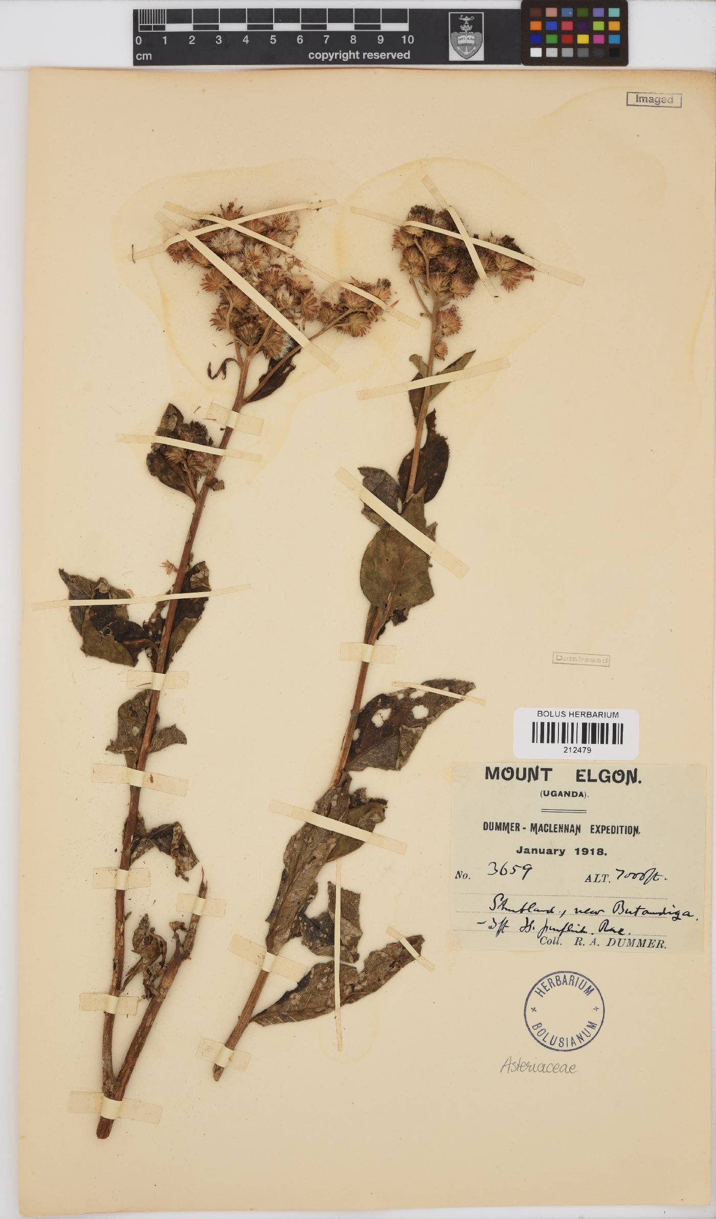 Paurolepis filifolia image