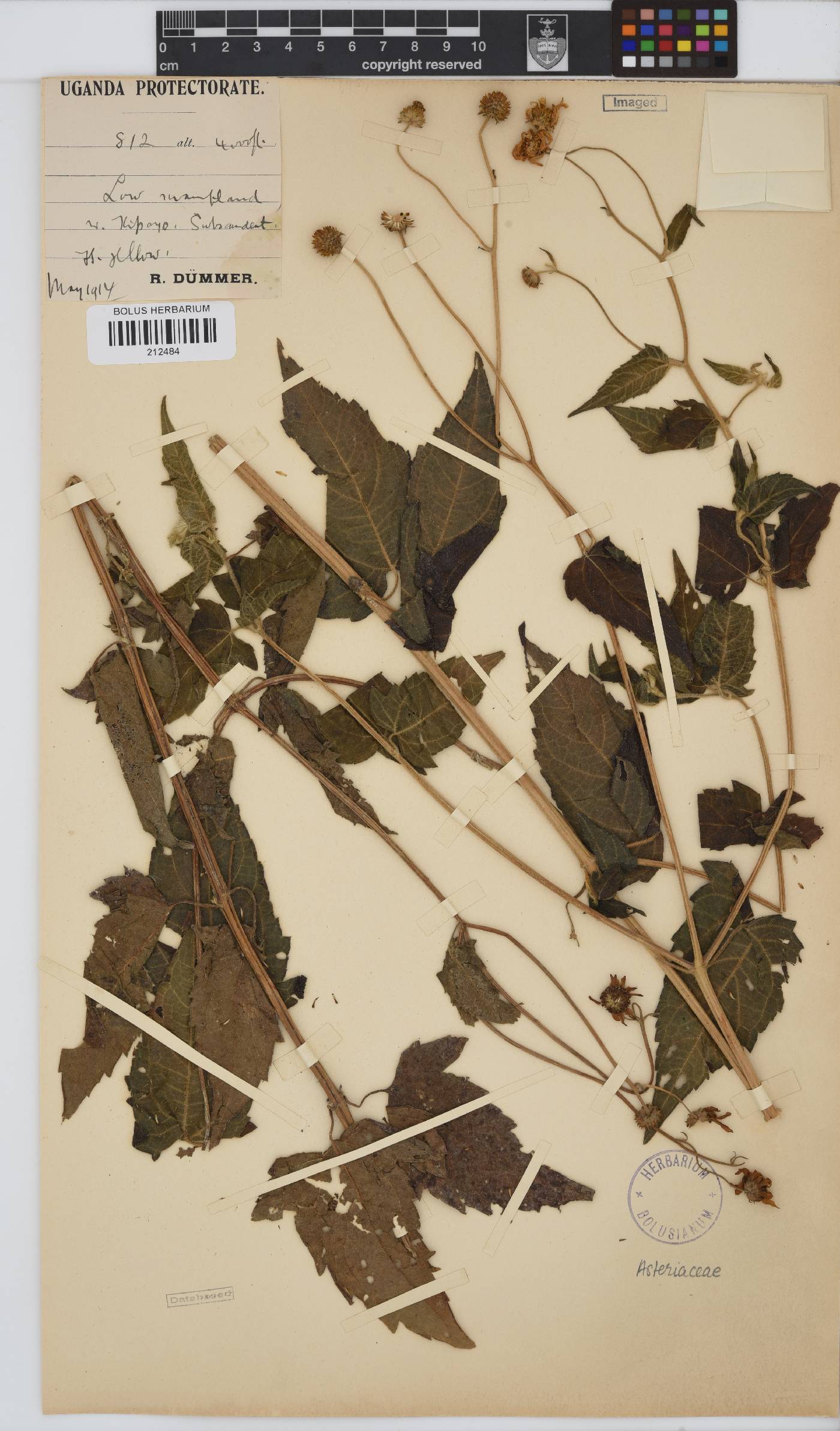 Paurolepis filifolia image