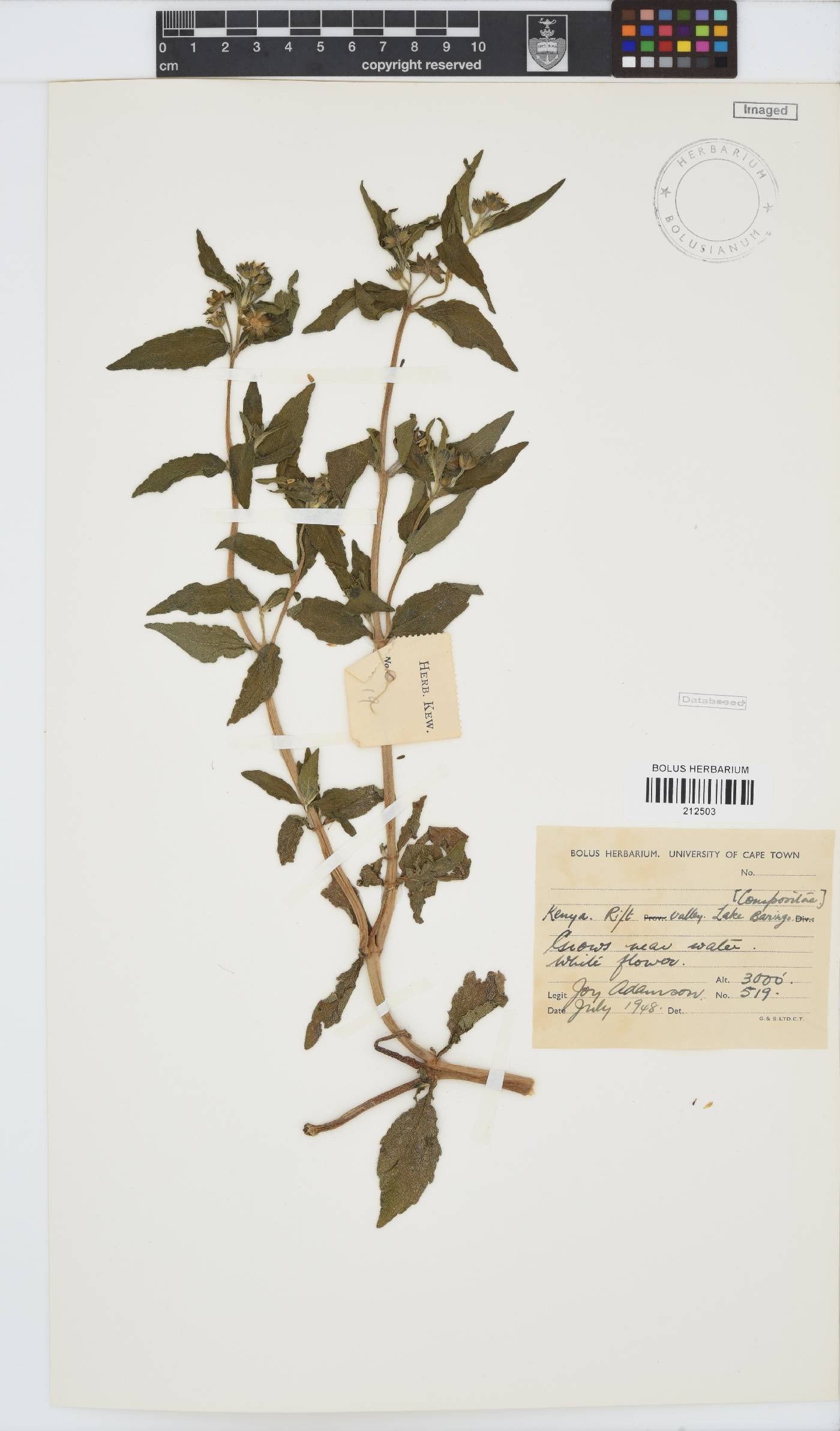Paurolepis filifolia image