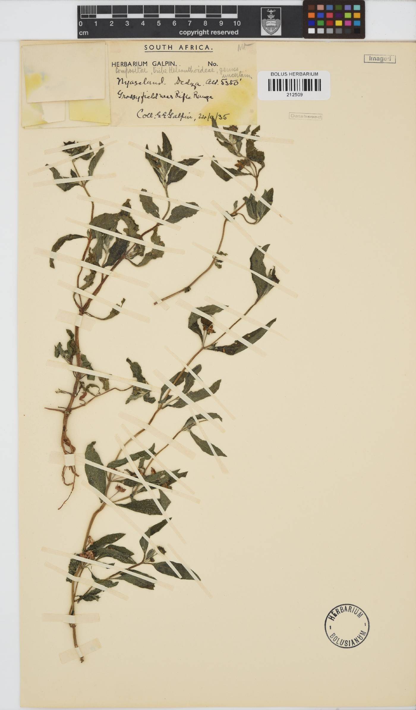 Paurolepis filifolia image