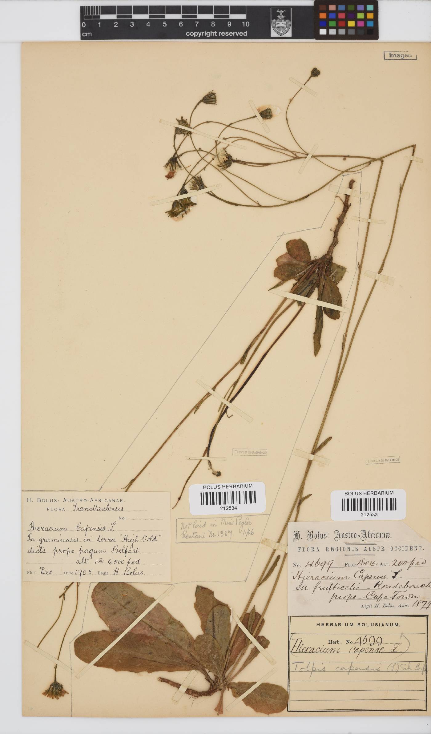 Tolpis capensis image