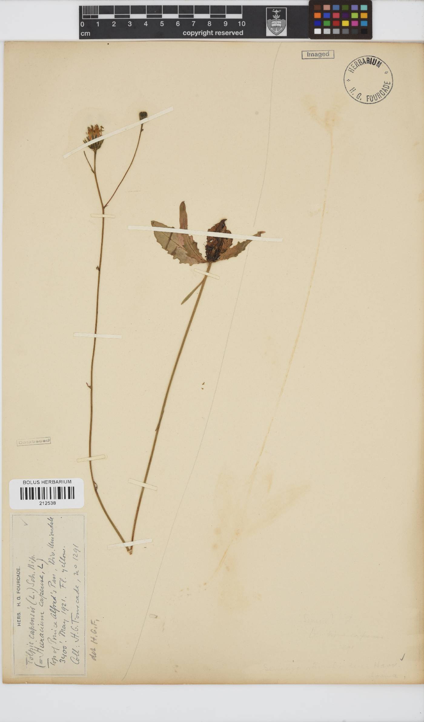 Tolpis capensis image