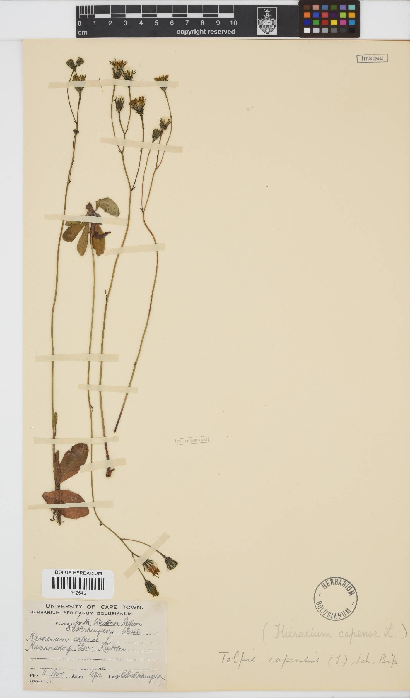 Tolpis capensis image