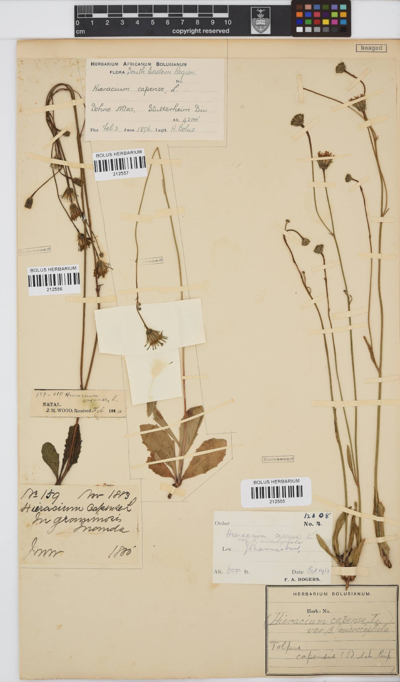 Tolpis image
