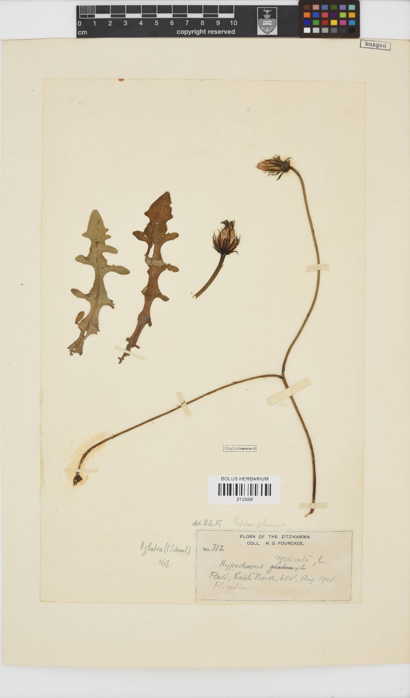 Hypochaeris glabra image