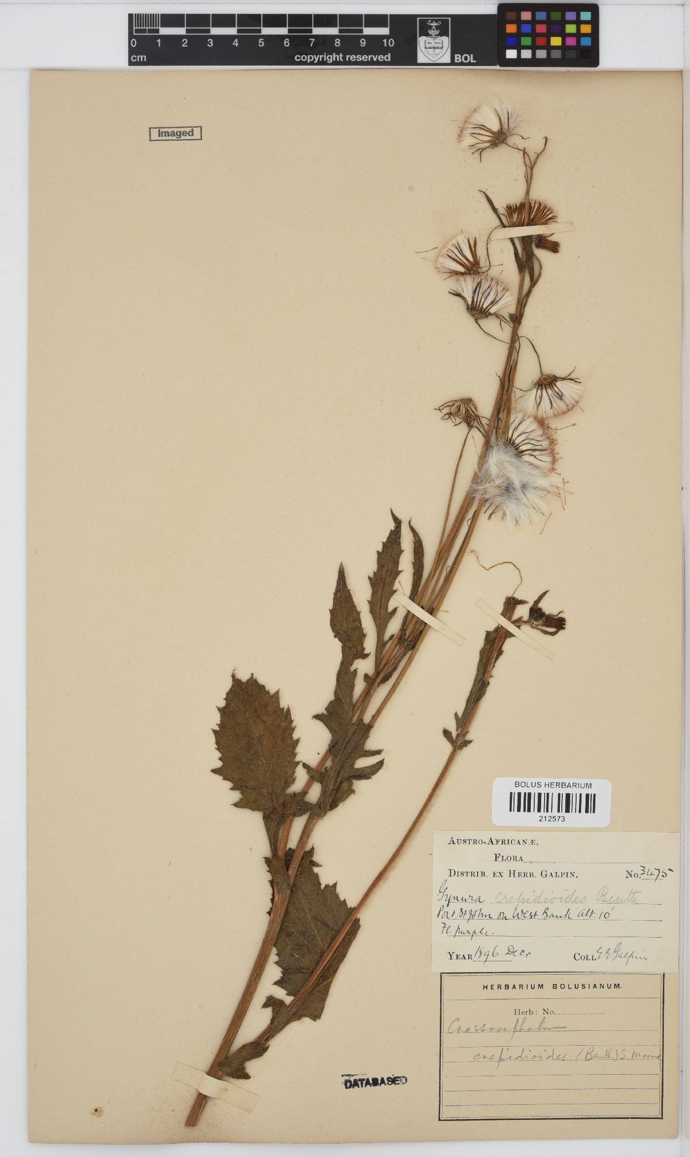 Crassocephalum crepidioides image