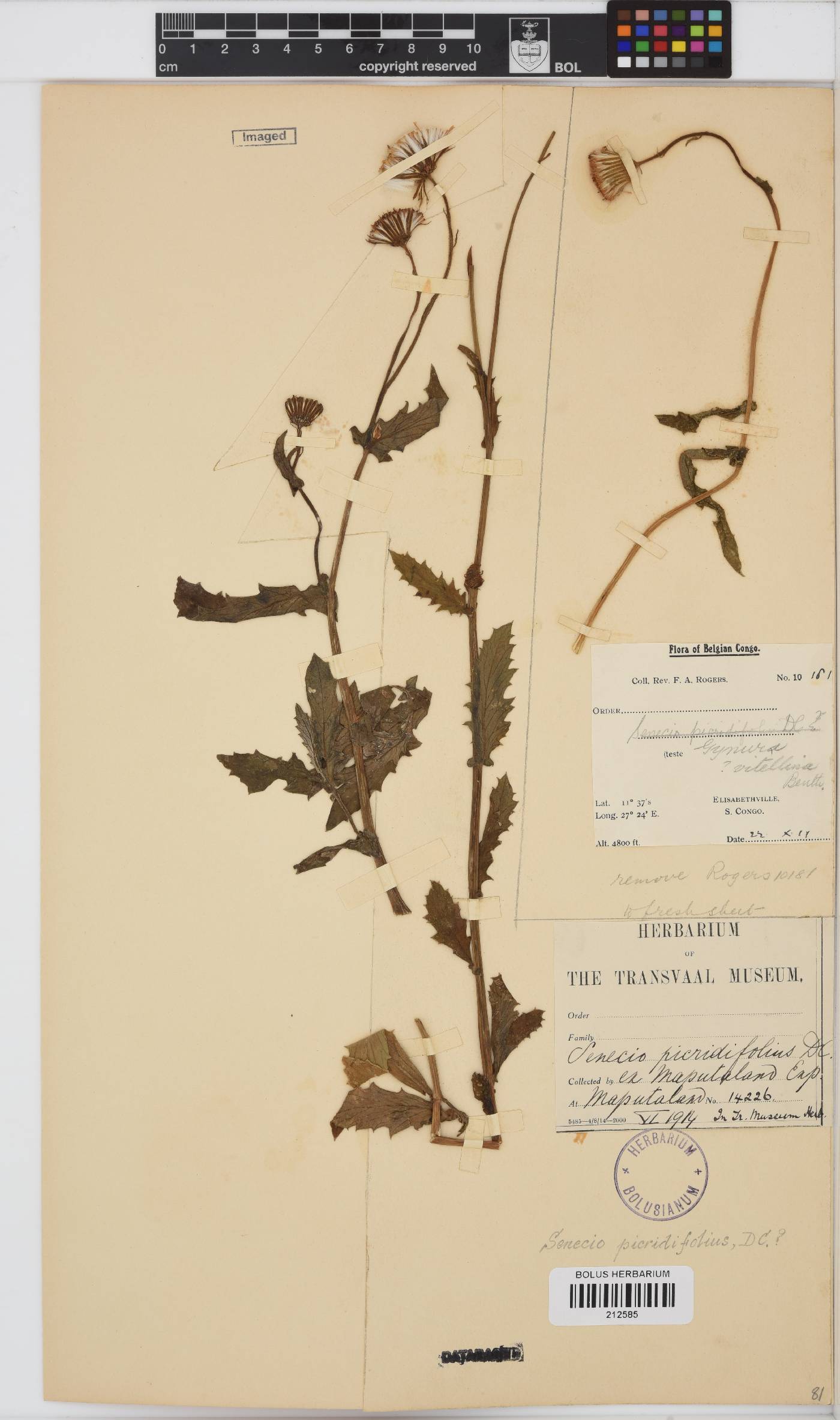 Crassocephalum picridifolium image