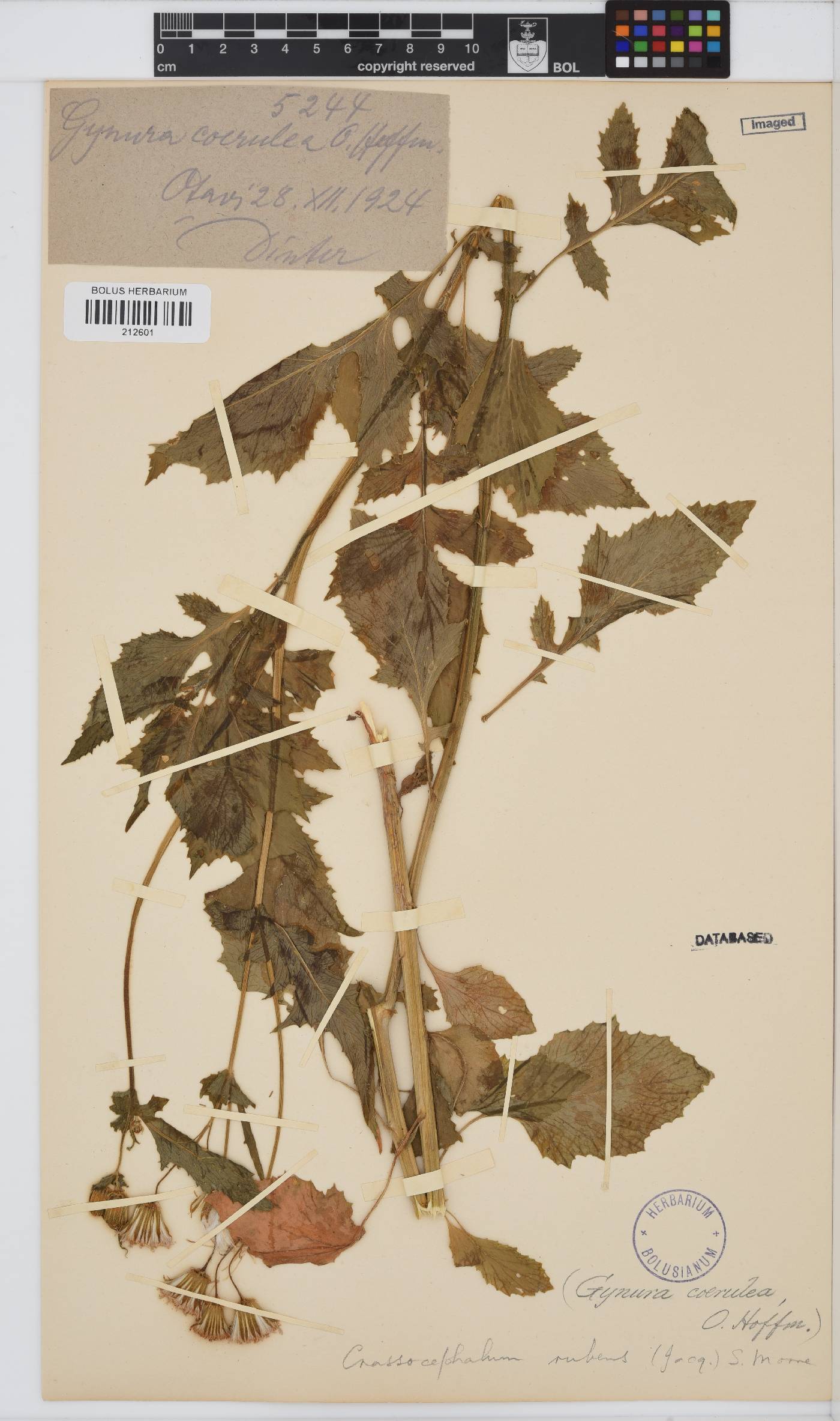 Crassocephalum rubens image