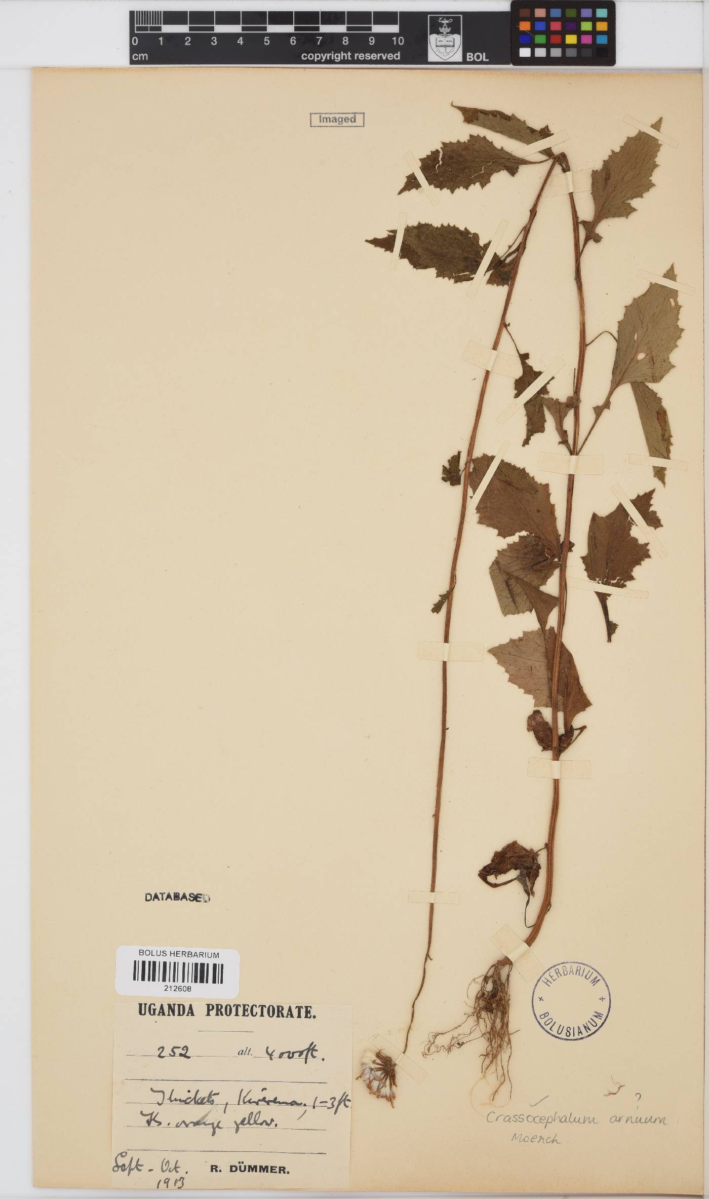 Crassocephalum image