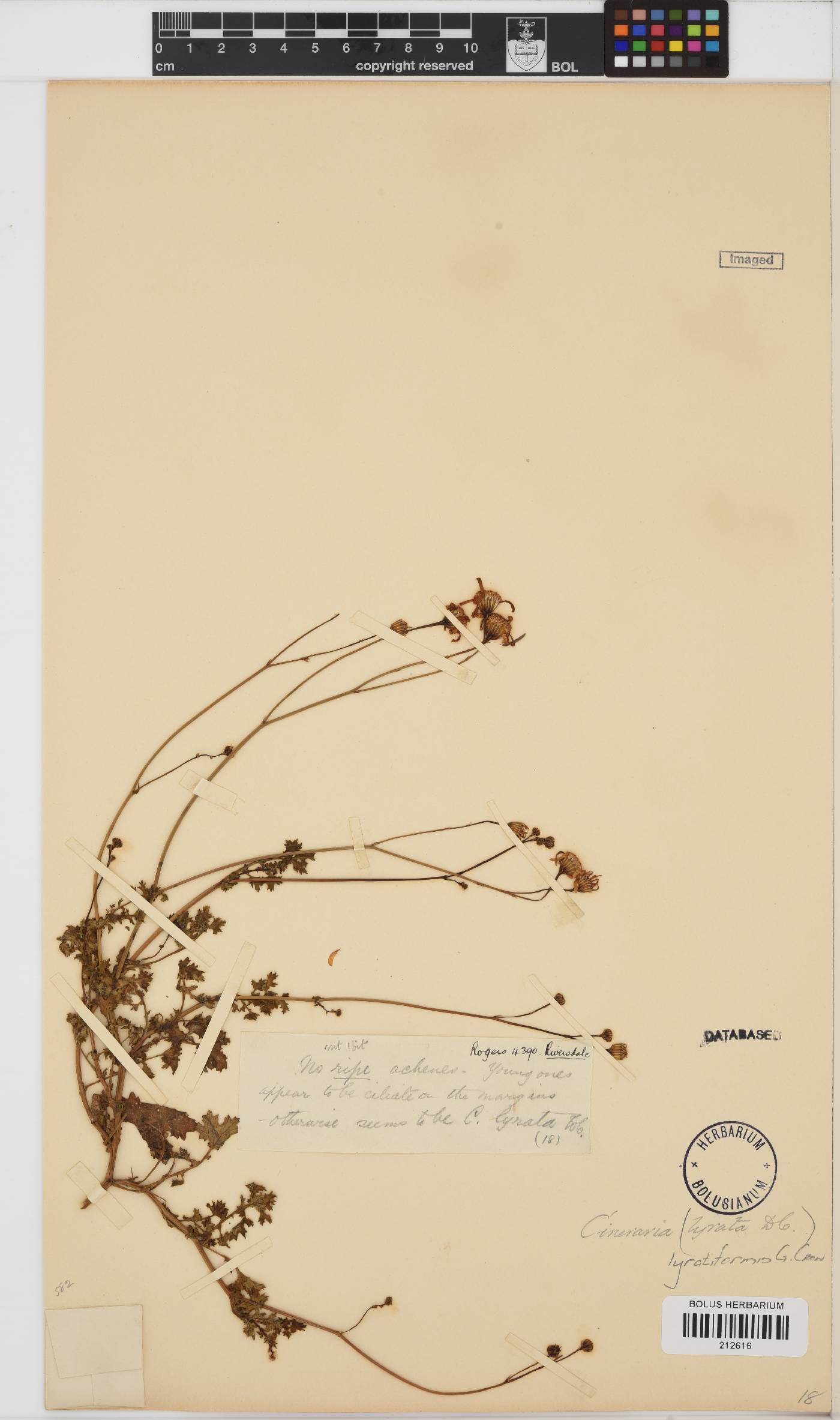 Cineraria lyratiformis image