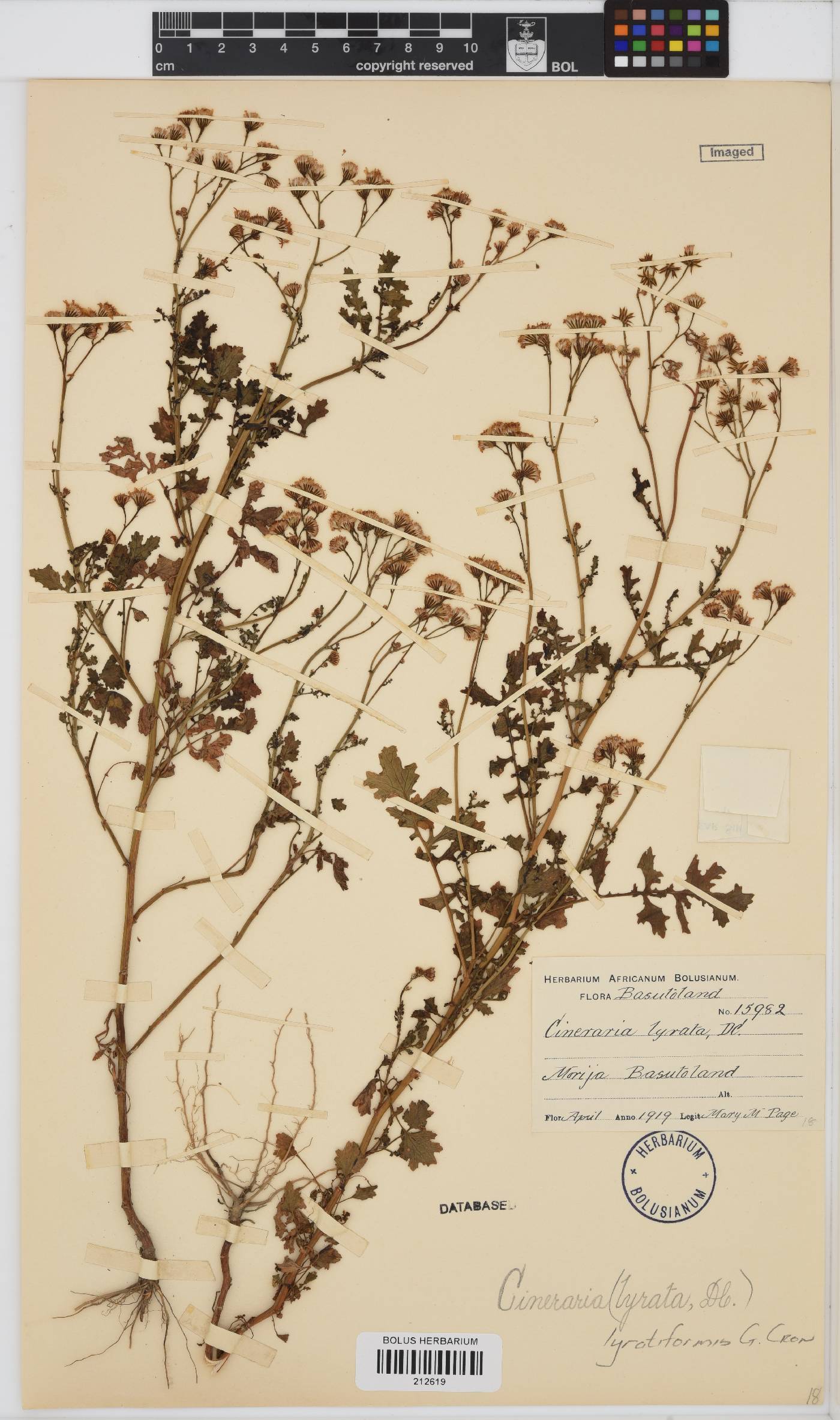 Cineraria lyratiformis image