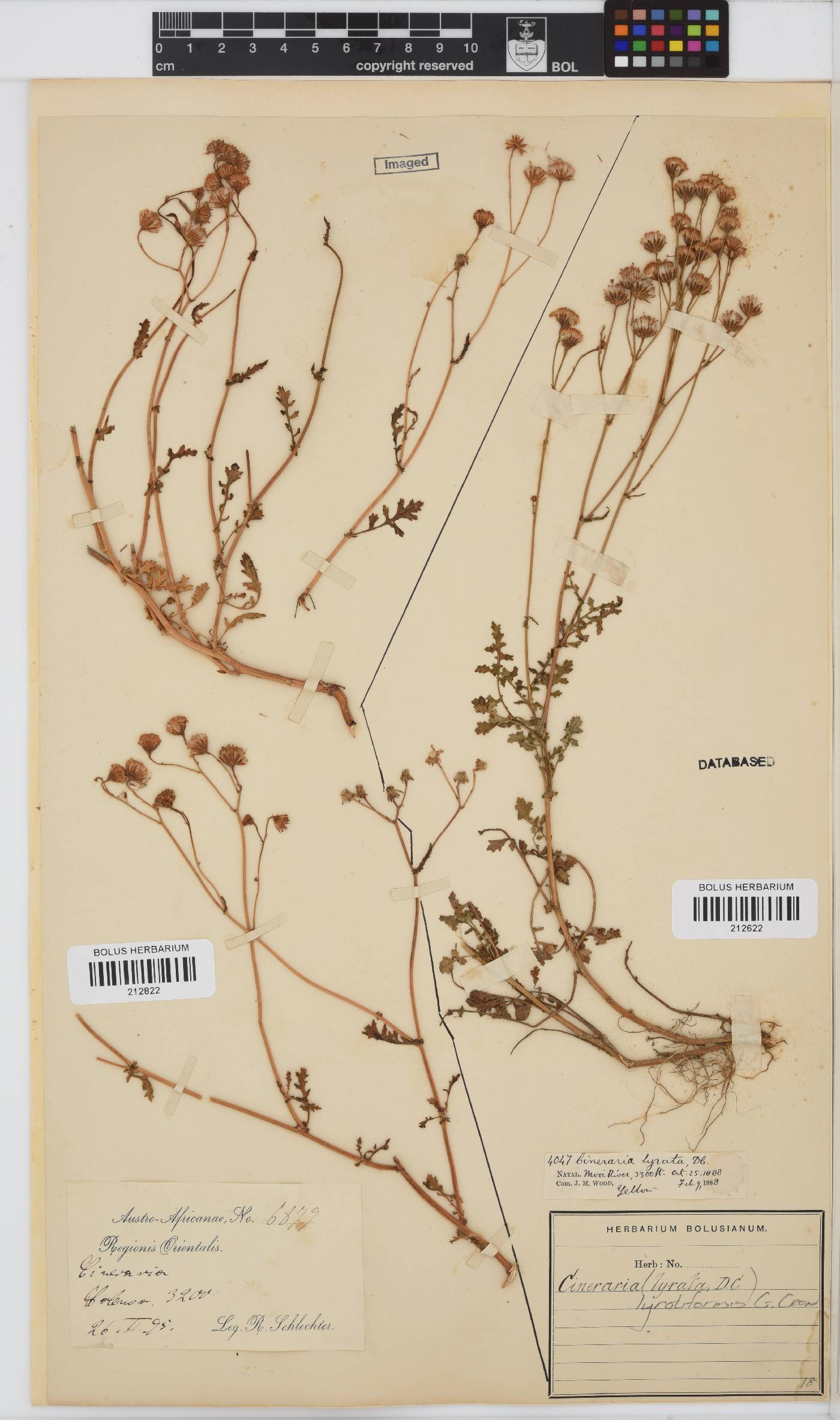 Cineraria lyratiformis image