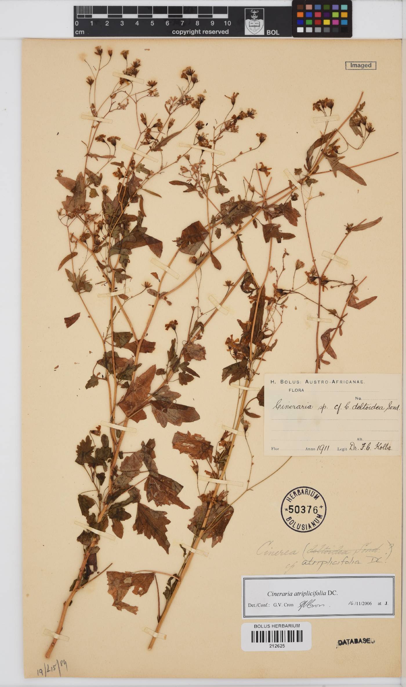 Cineraria atriplicifolia image