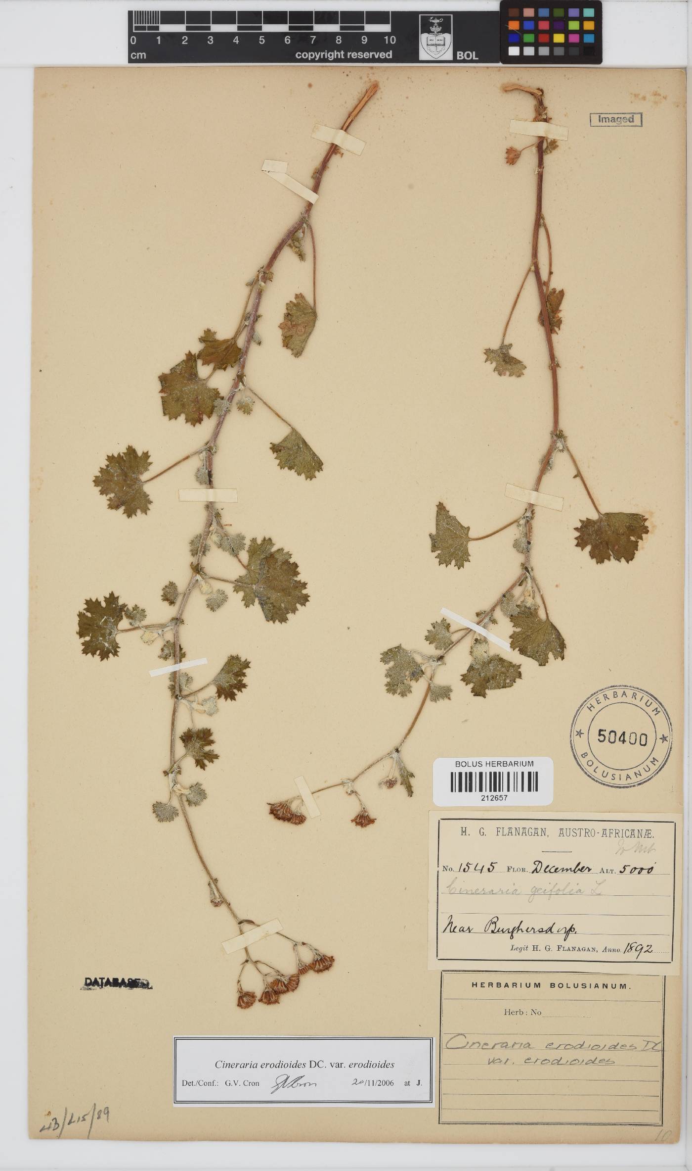 Cineraria erodioides image