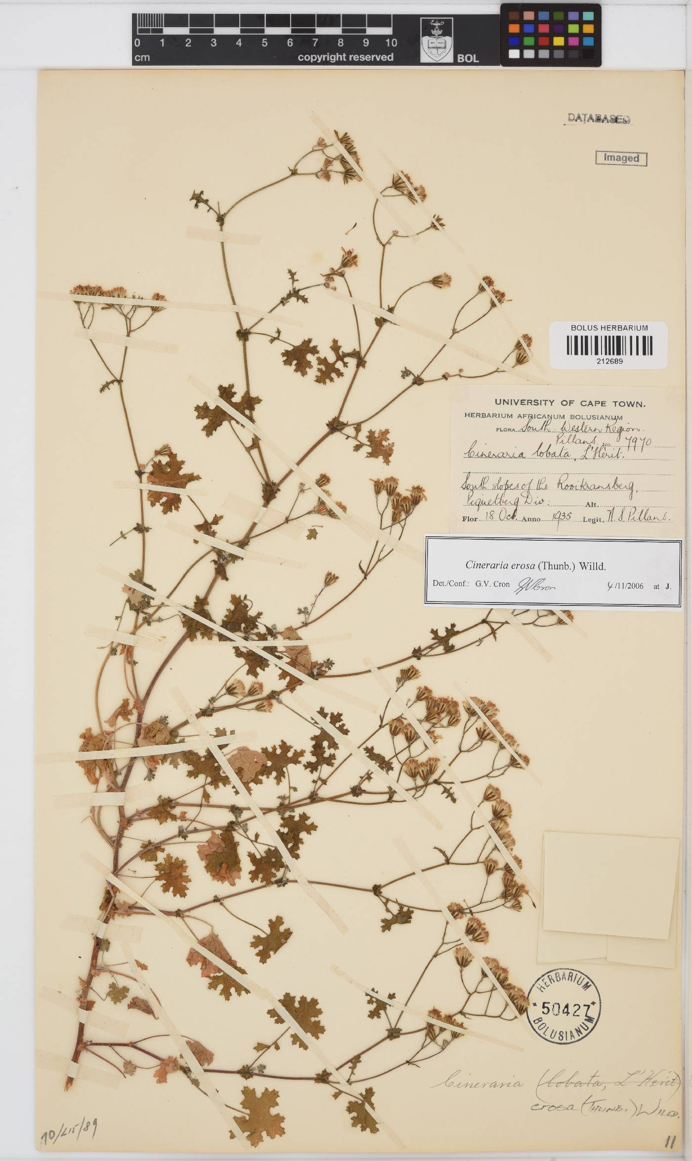 Cineraria erosa image