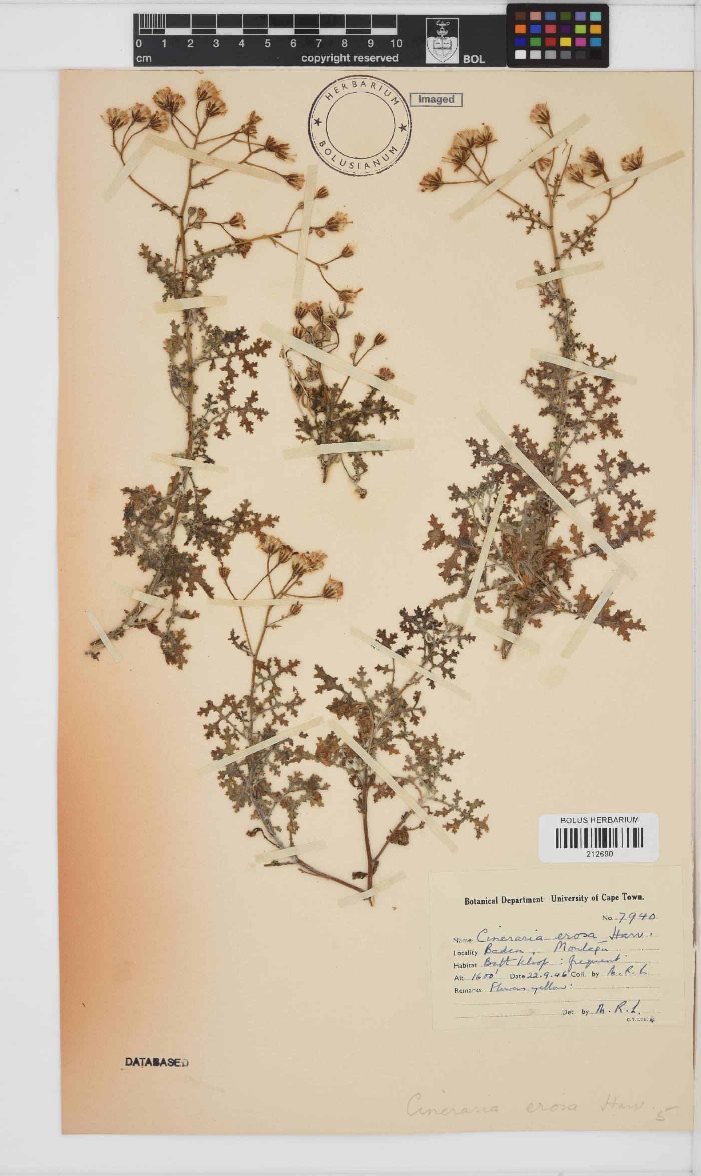Cineraria erosa image