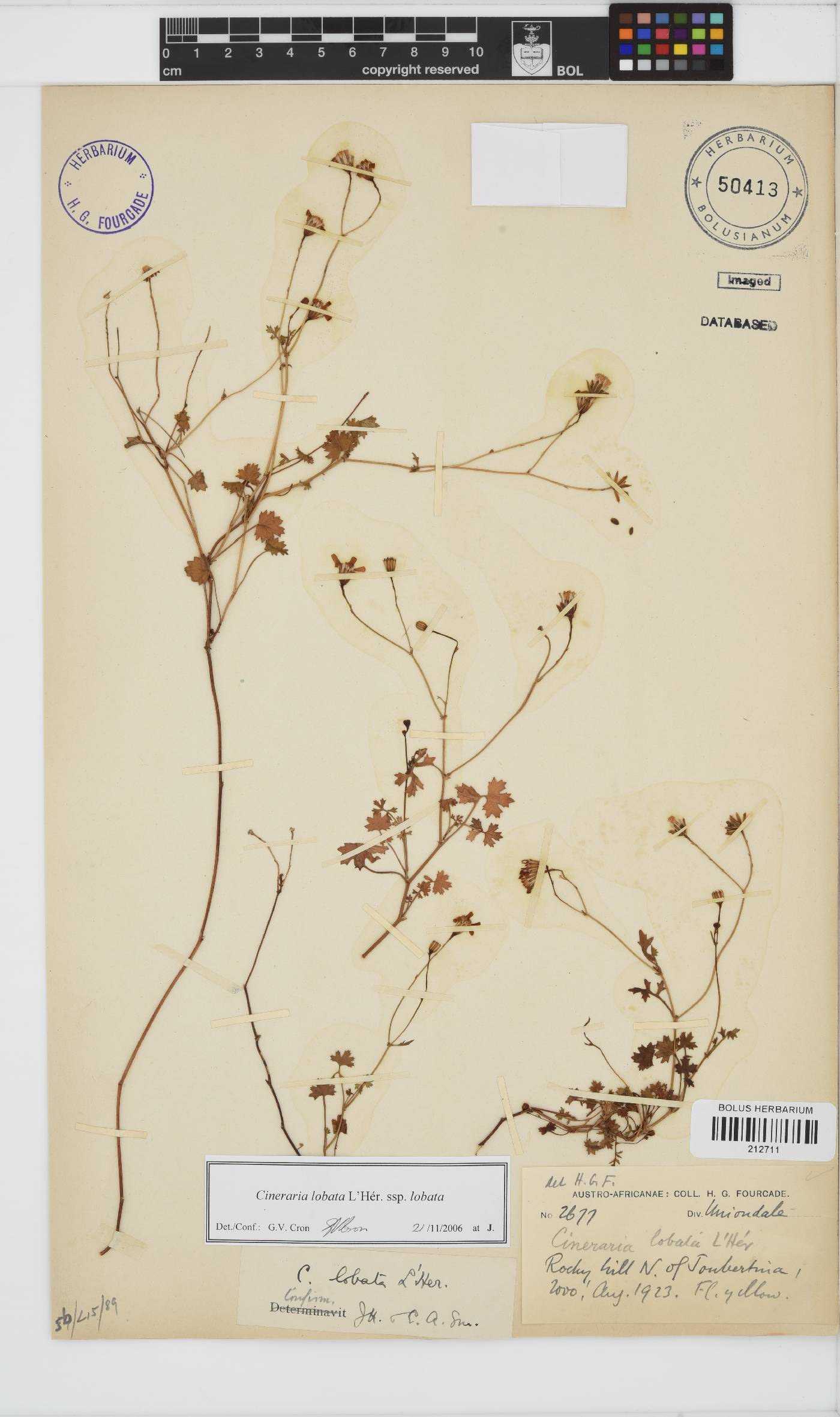 Cineraria lobata subsp. lobata image