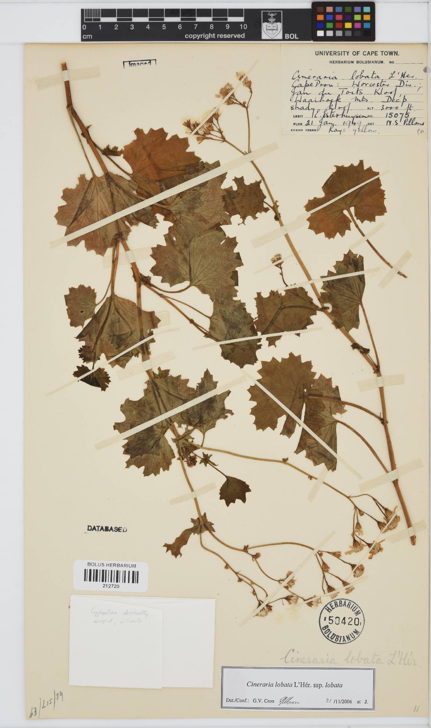 Cineraria image