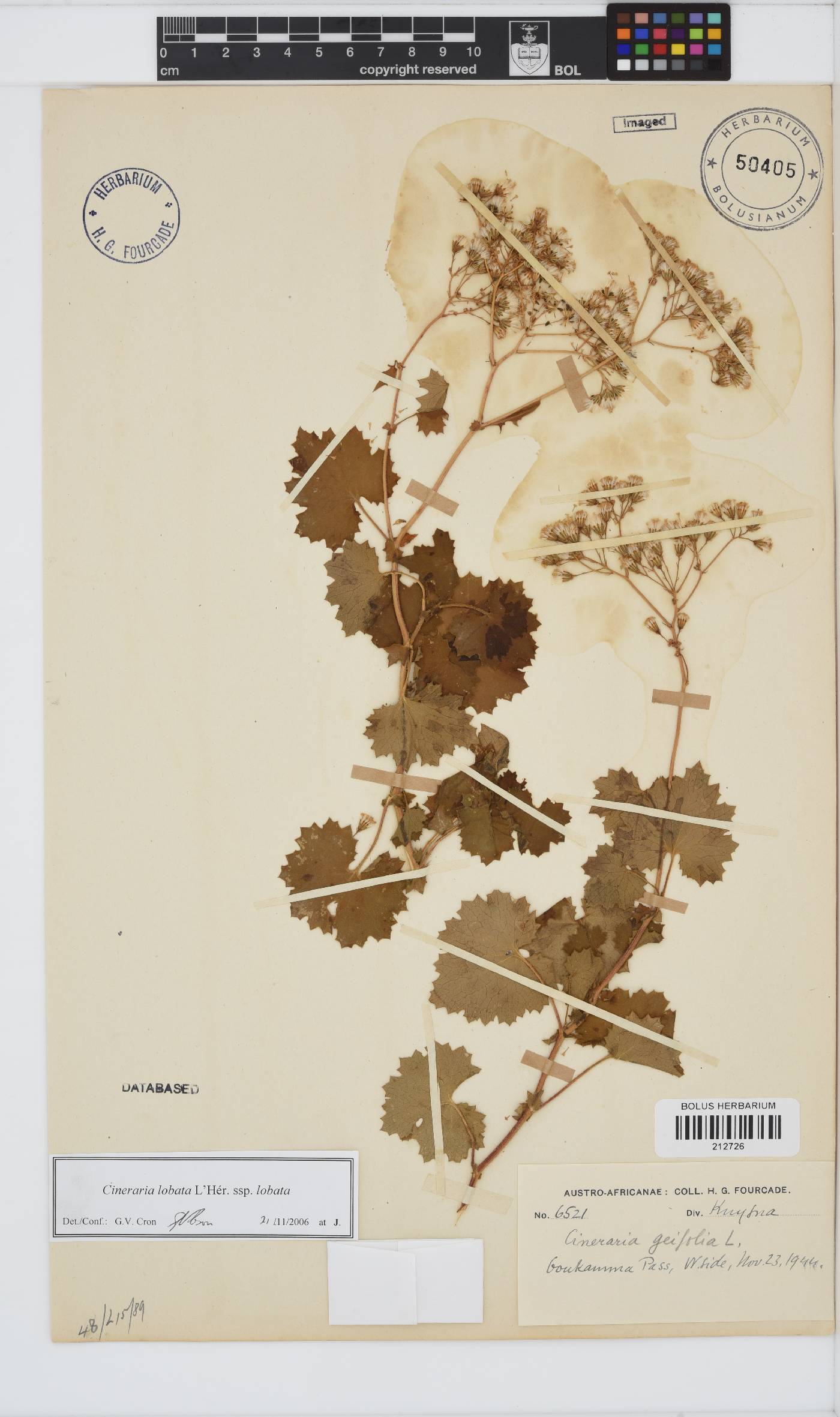 Cineraria lobata image