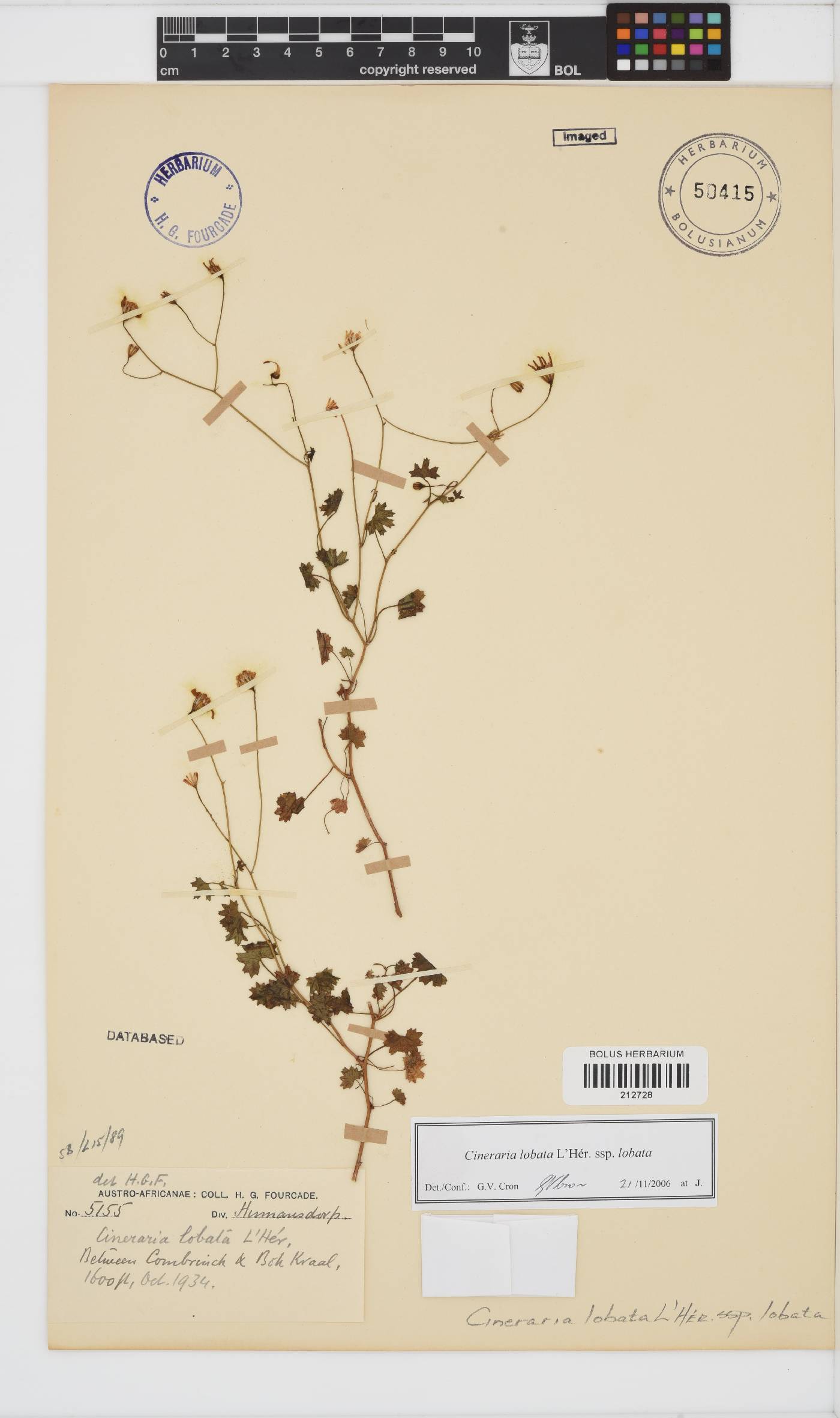 Cineraria lobata subsp. lobata image