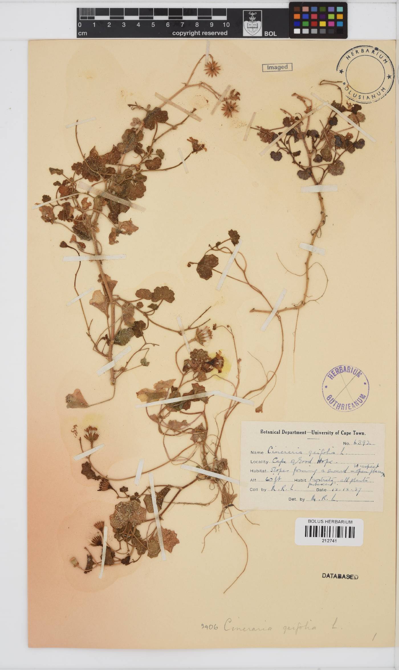 Cineraria image
