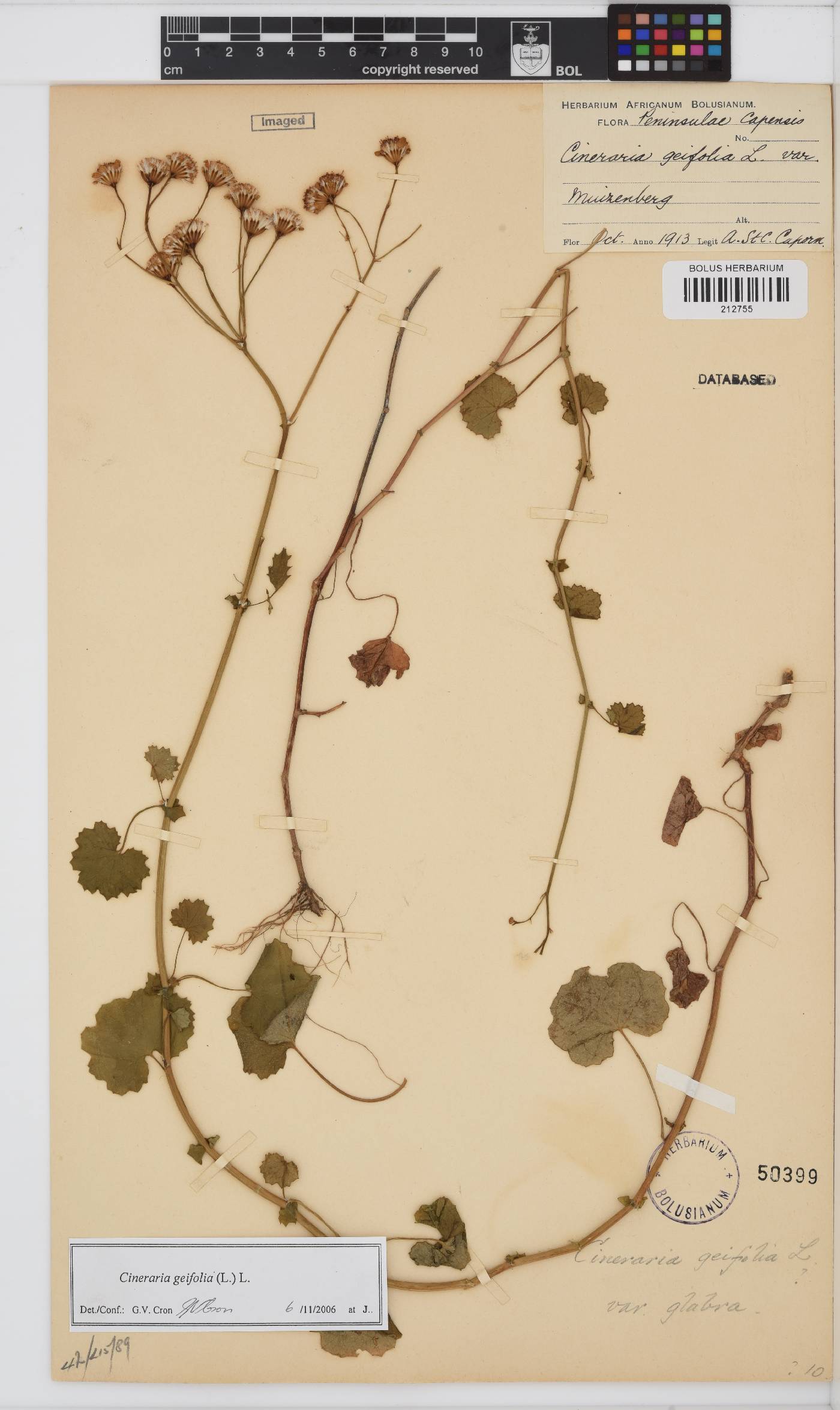 Cineraria geifolia image
