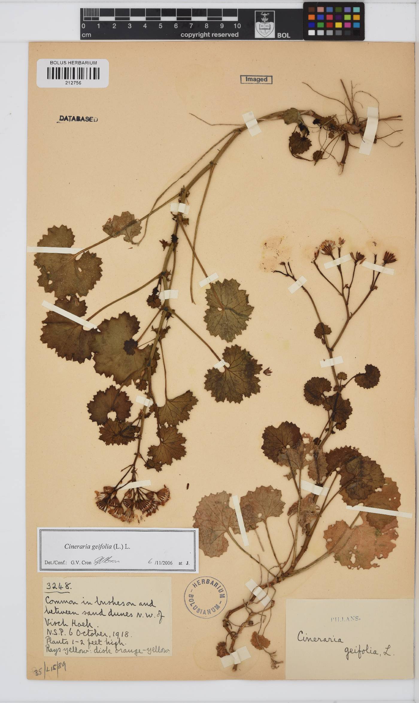 Cineraria geifolia image