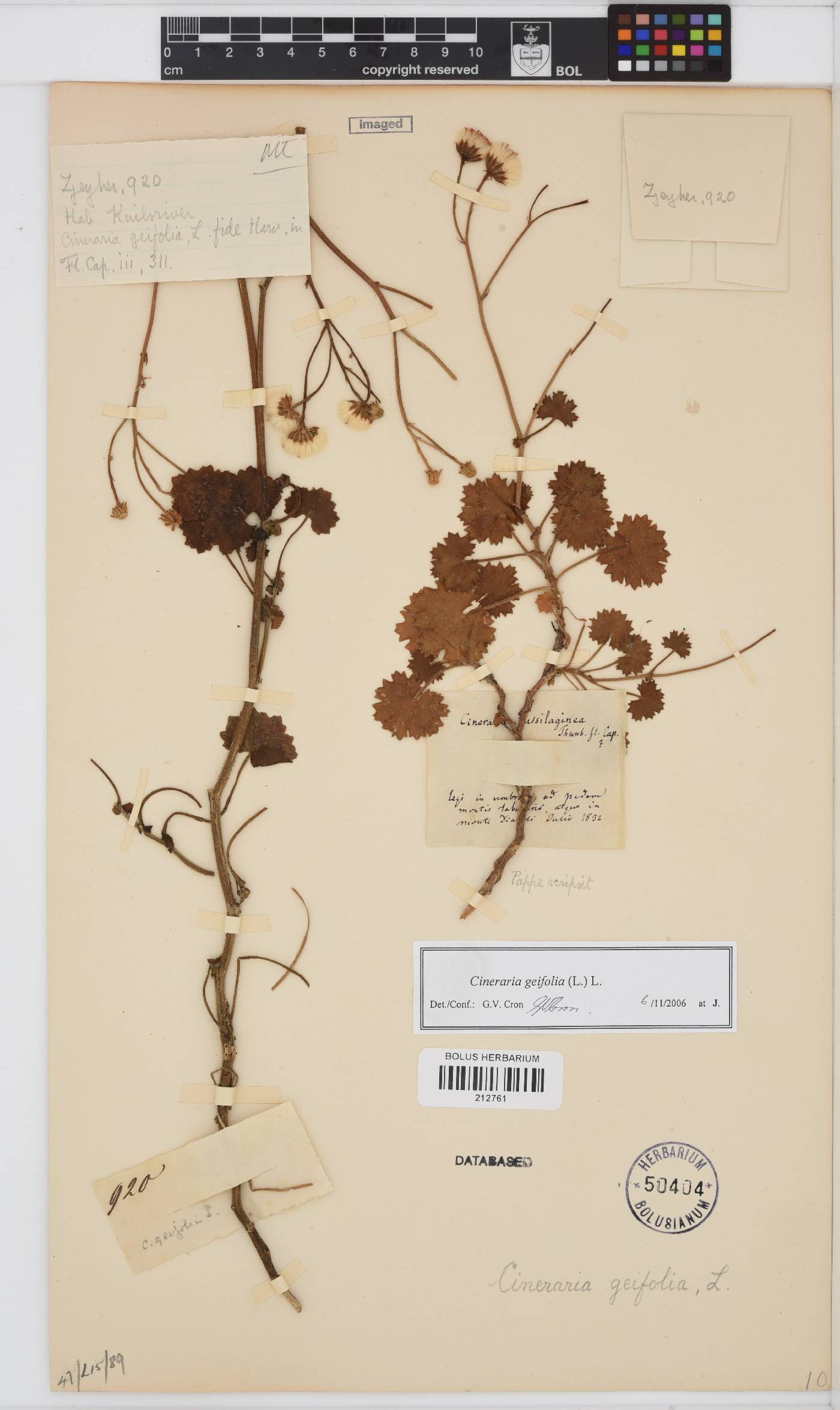 Cineraria image