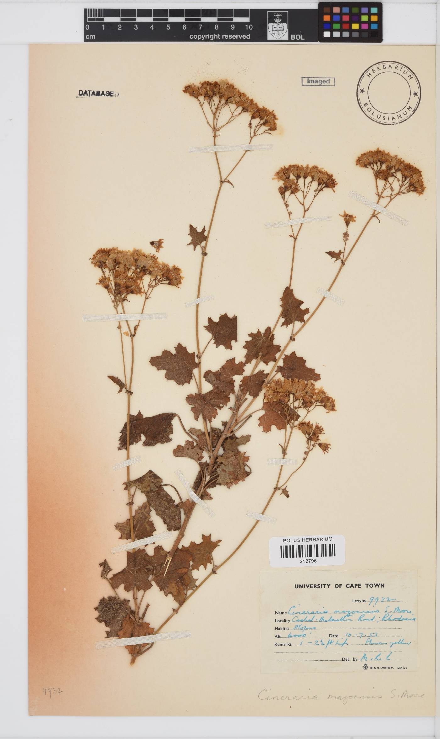 Cineraria mazoensis image