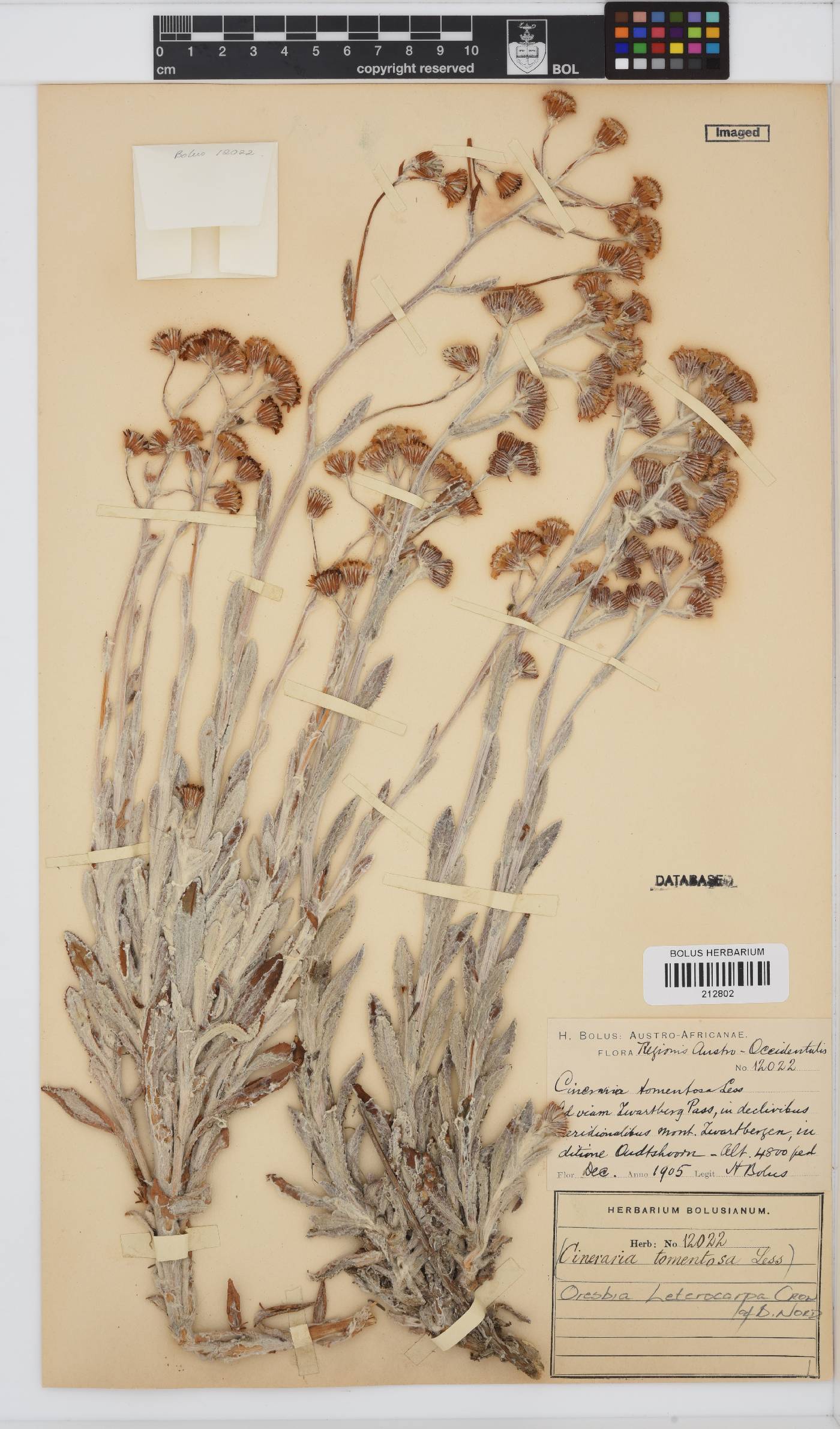 Oresbia heterocarpa image