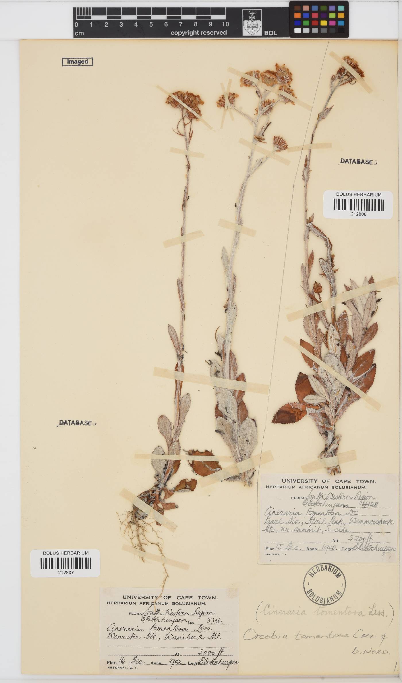Oresbia image
